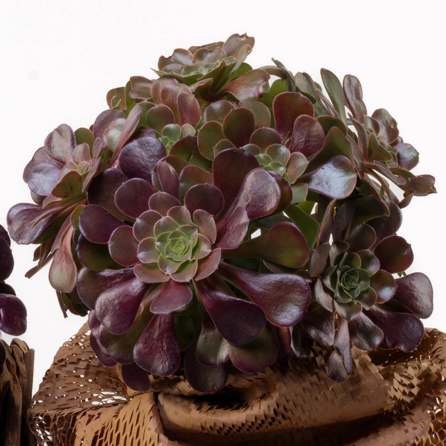 Aeonium