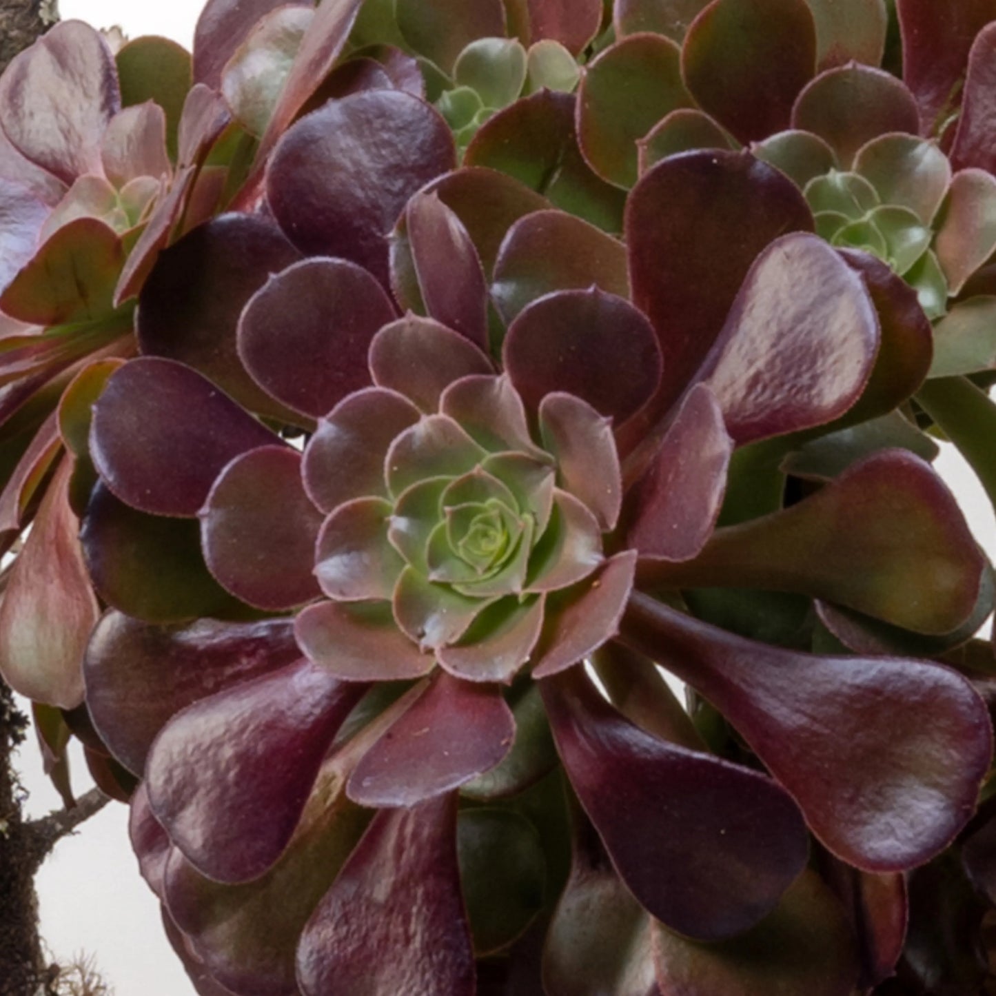 Aeonium
