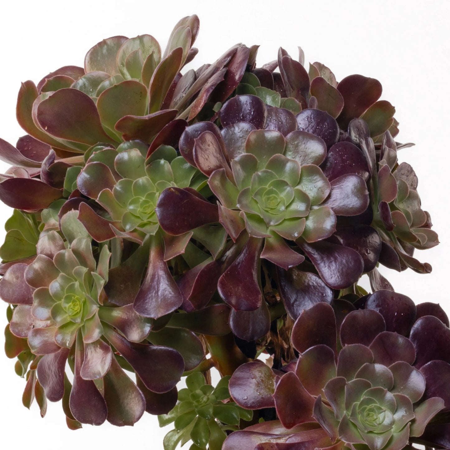 Aeonium