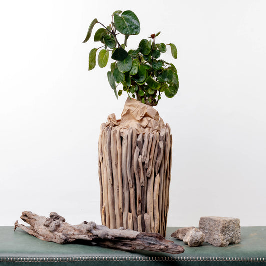 Aralia Fabian Terrina