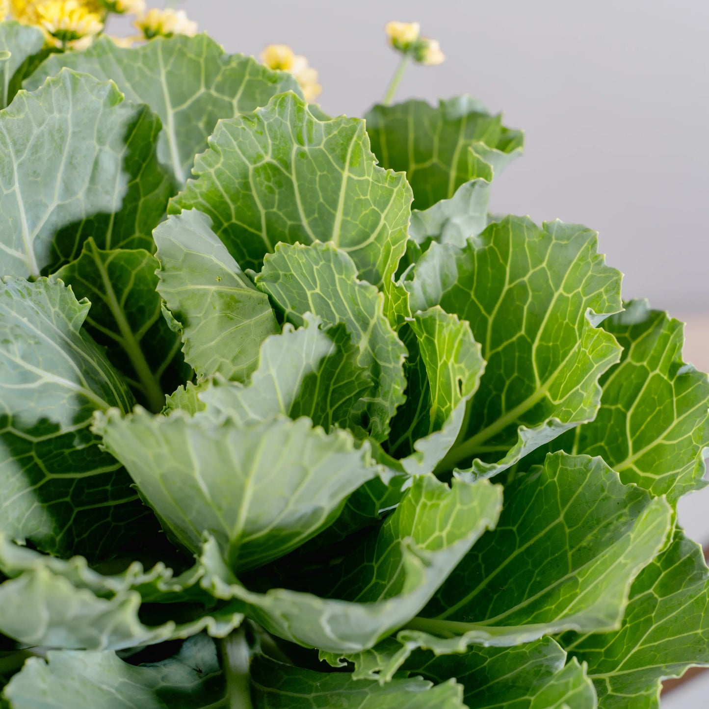 Arranjo Floral "Café na Horta"