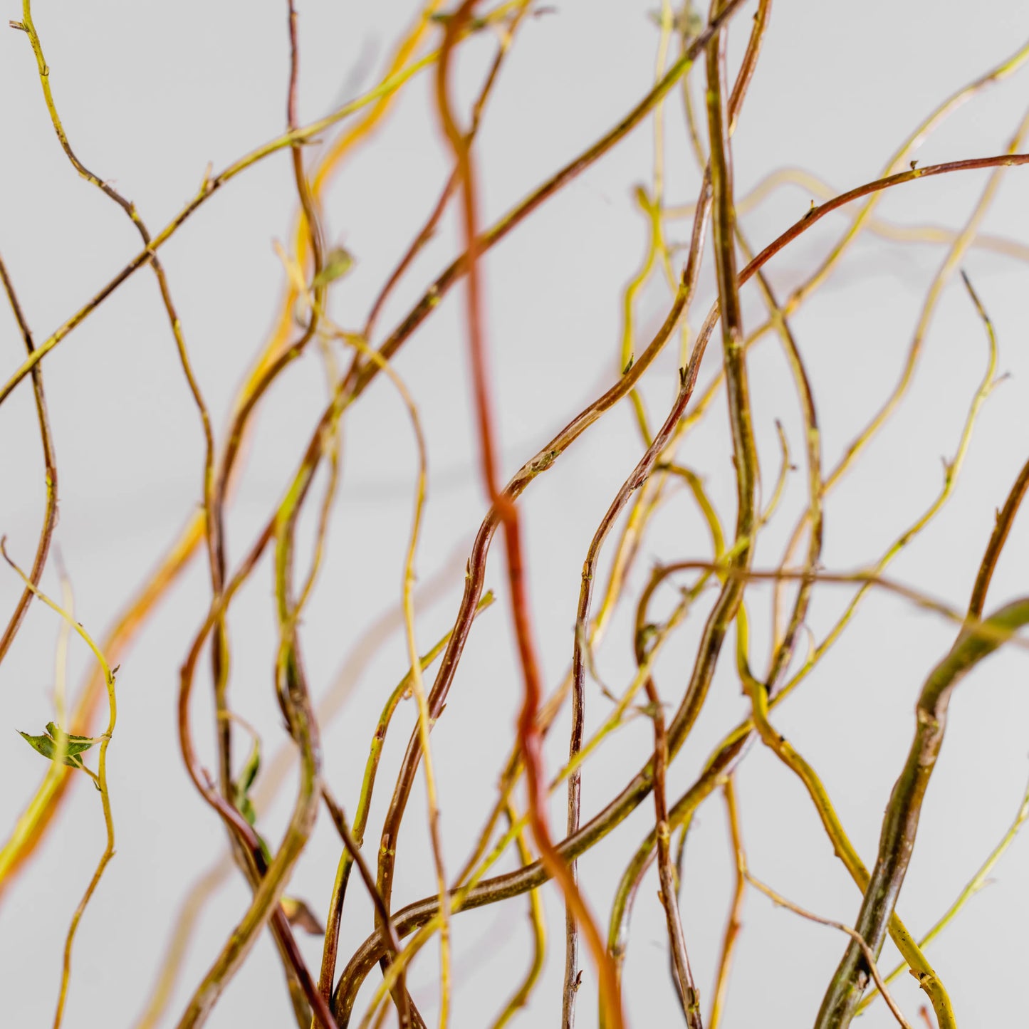 Arranjo Floral "Essência Outonal"