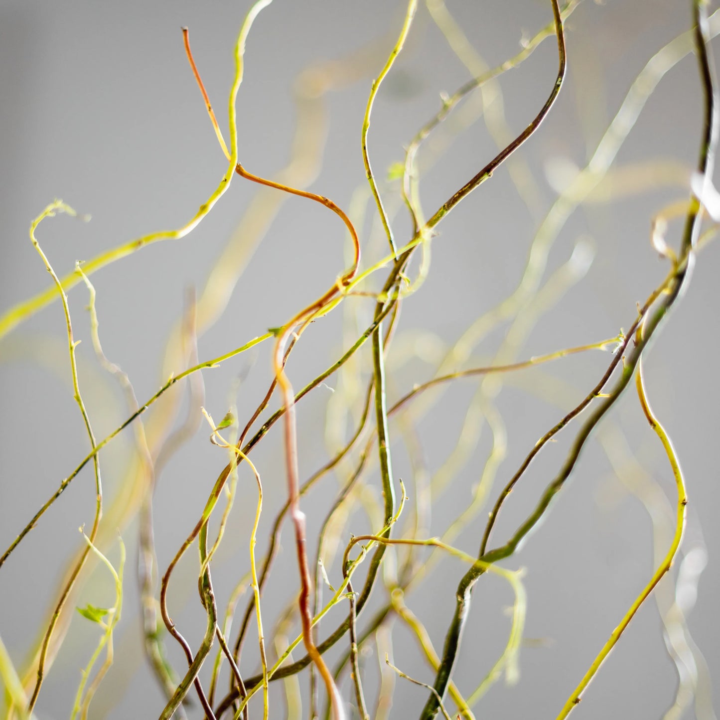 Arranjo Floral "Essência Outonal"