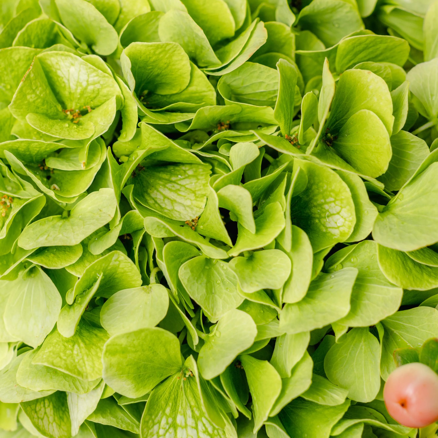 Arranjo Floral "O Jardim Maravilhoso"