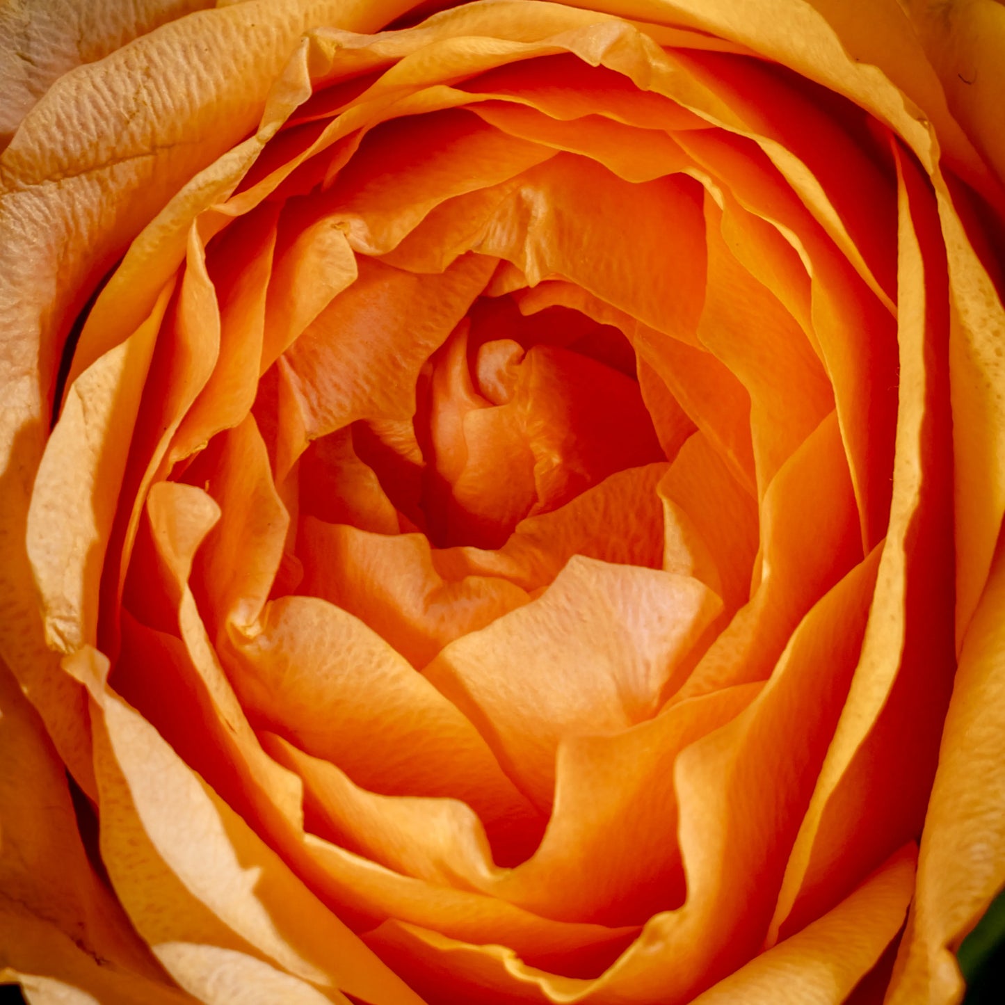 Arranjo Floral "Jardim Secreto na Caixa"