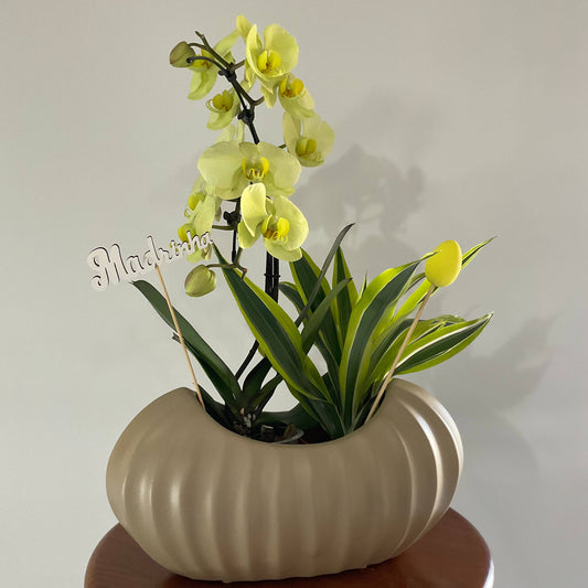 Madrinha, a tua luz é única