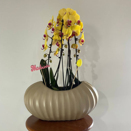 Madrinha, és a estrela do meu coração