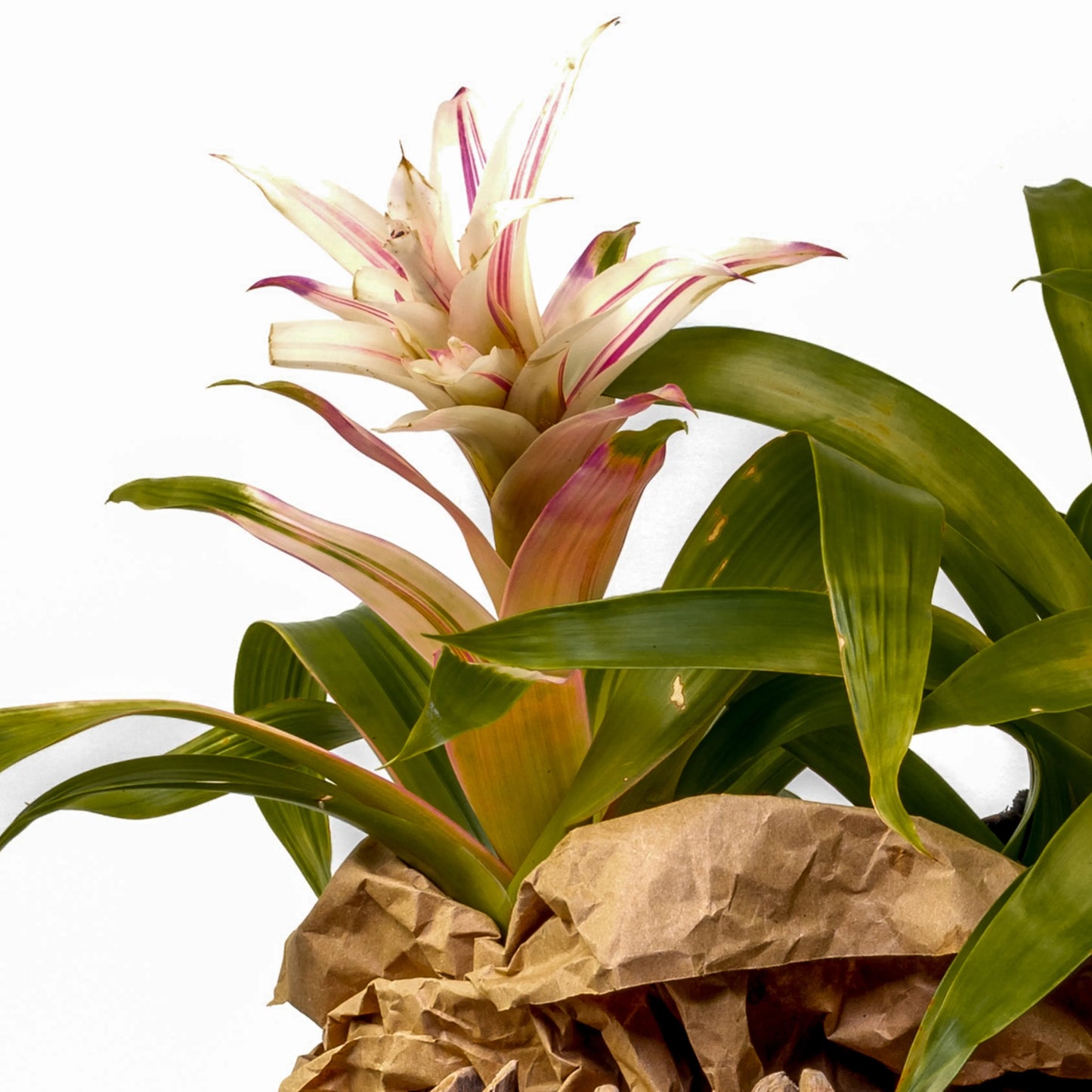Bromelia