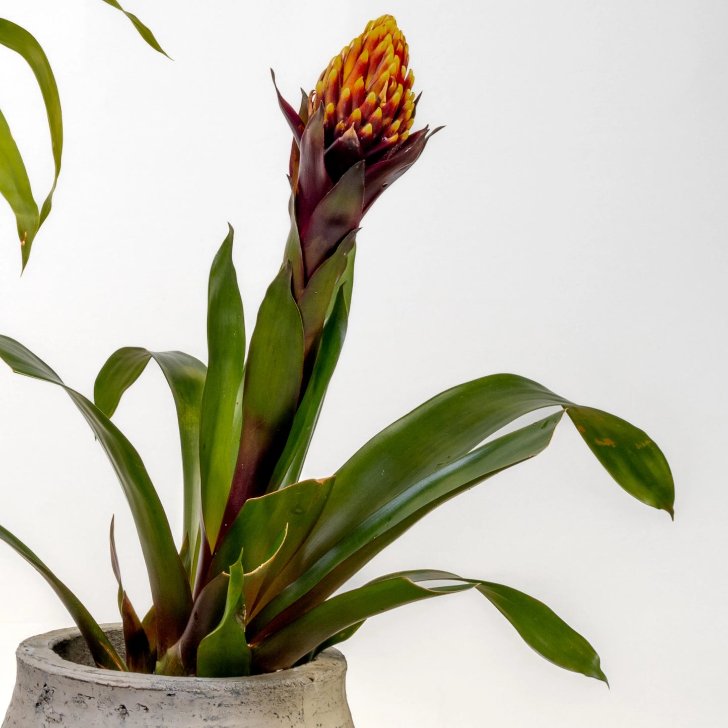 Bromelia