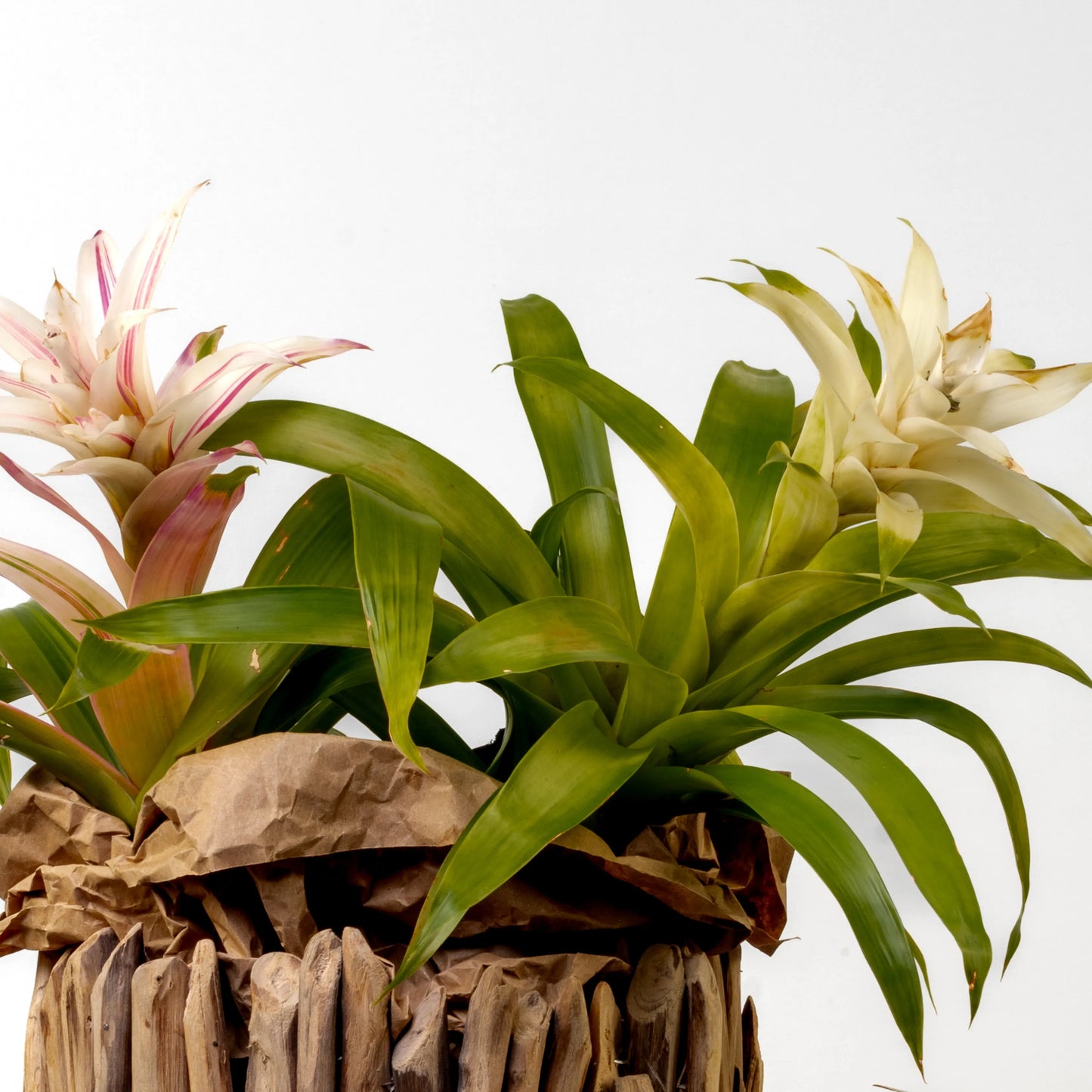 Bromelia