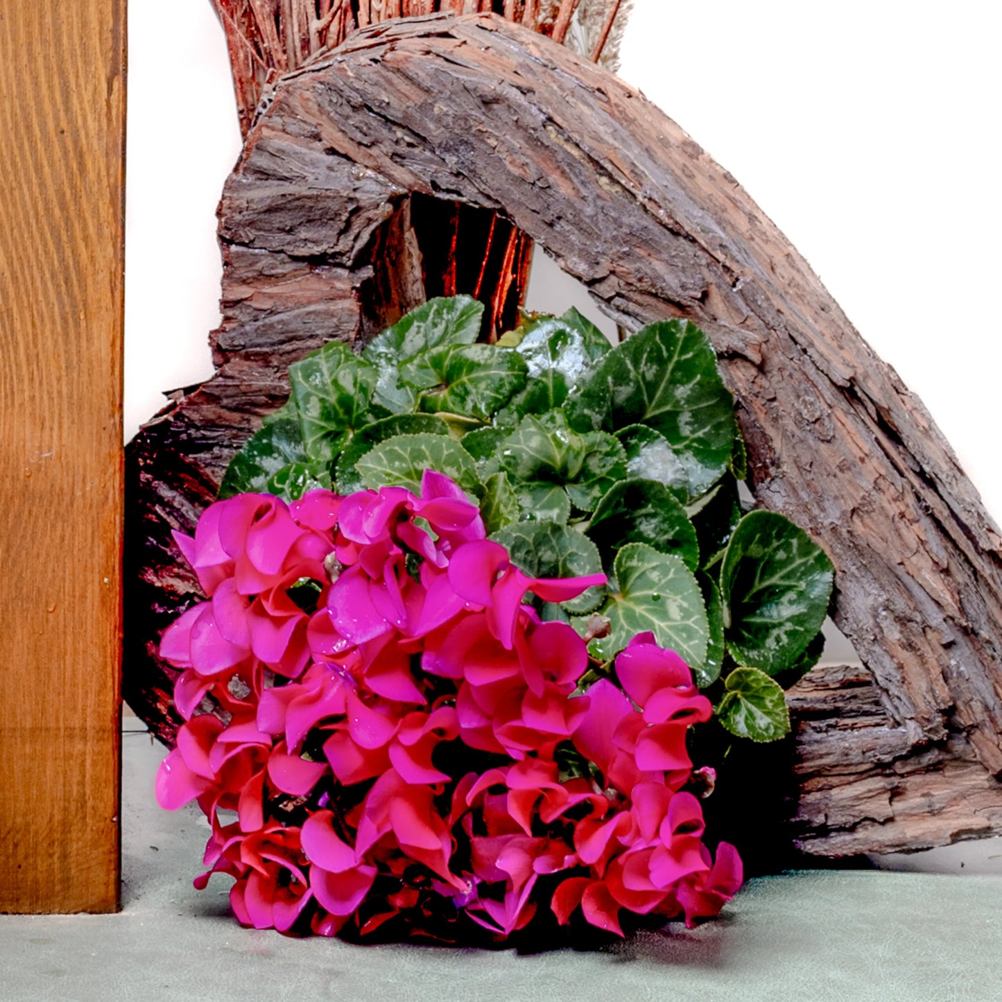 Cyclamen Super Serie