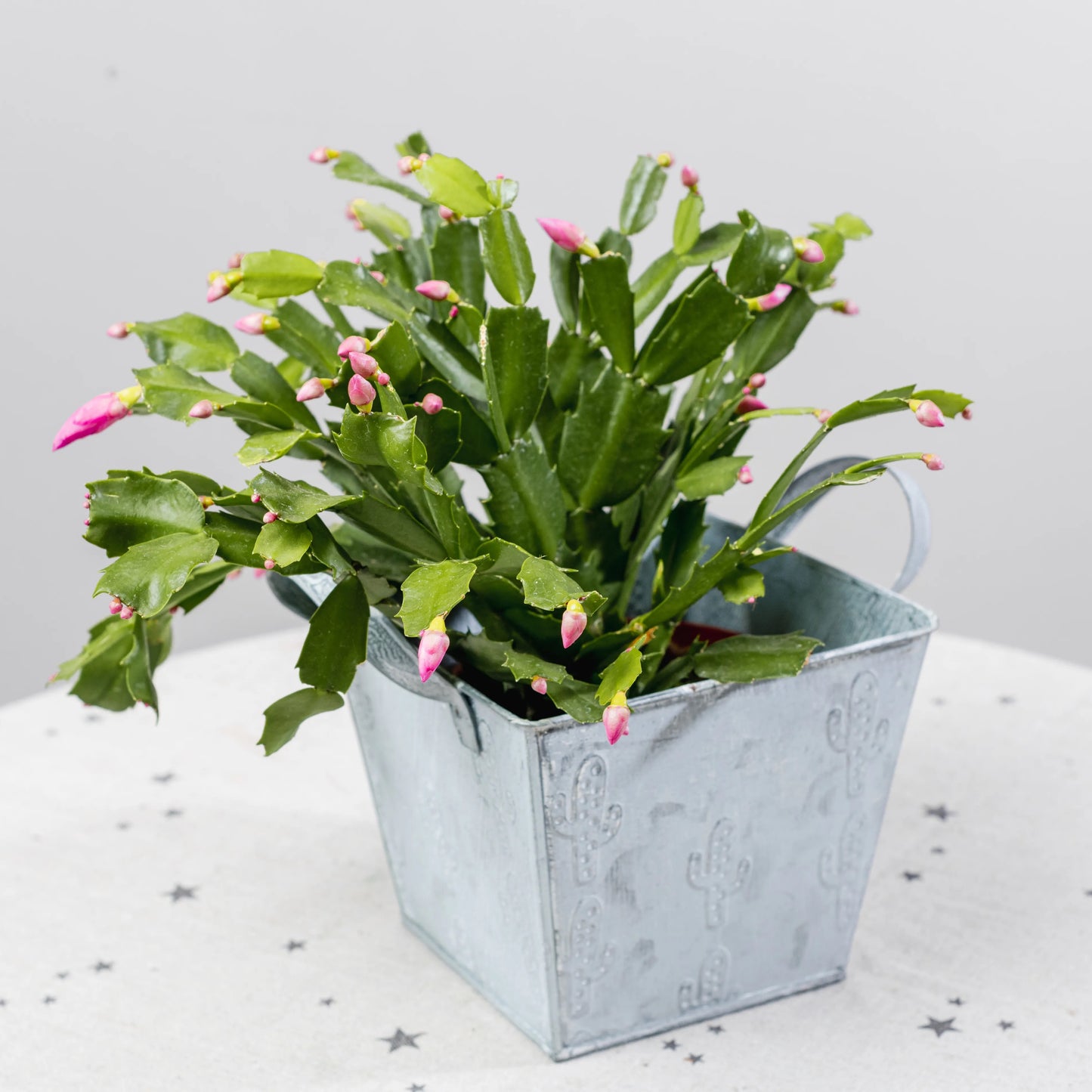 Rhipsalidopsis (Cato de Natal)