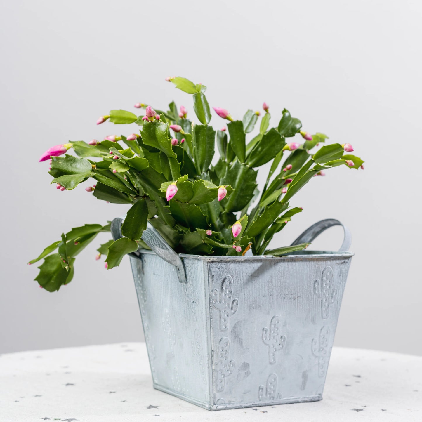 Rhipsalidopsis (Cato de Natal)