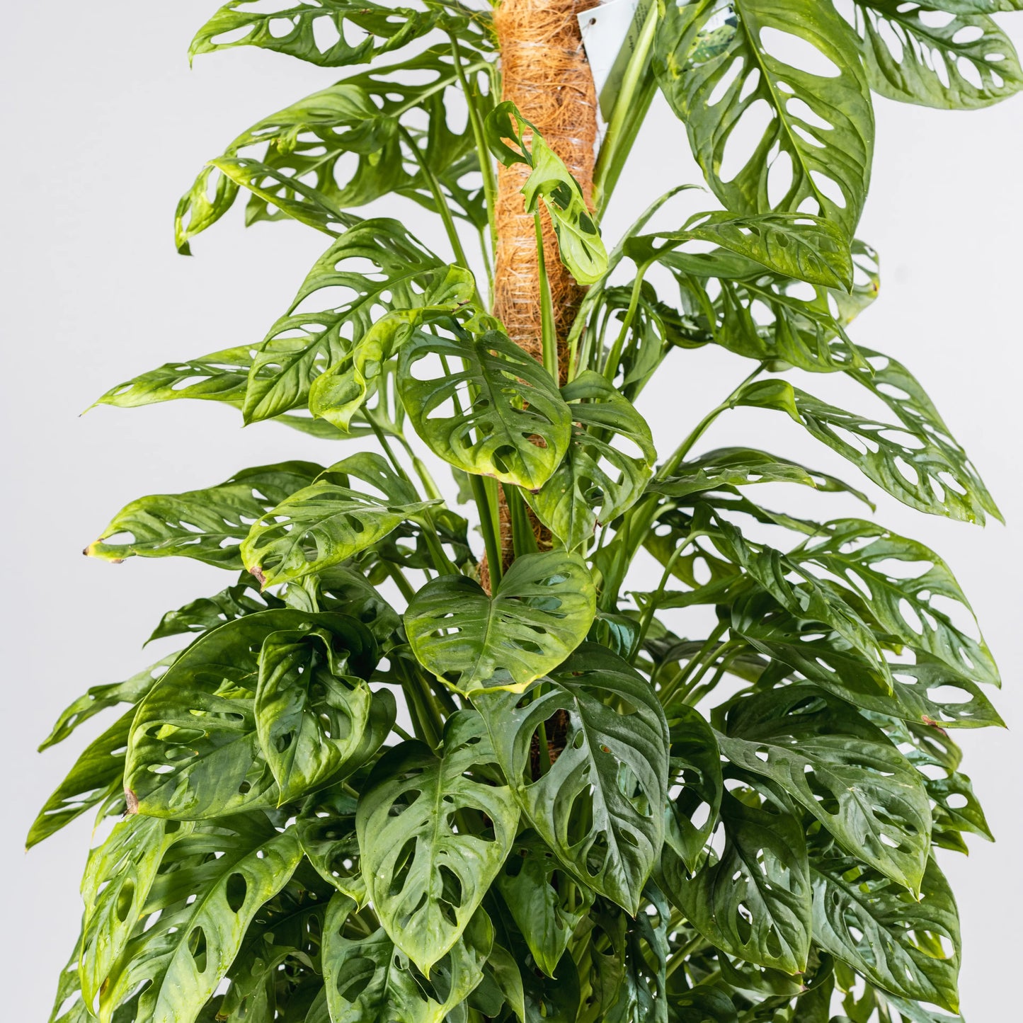 Monstera adansonii