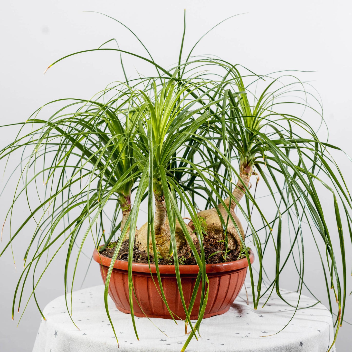 Beaucarnea recurvata