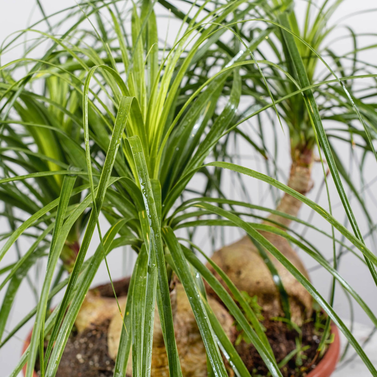 Beaucarnea recurvata