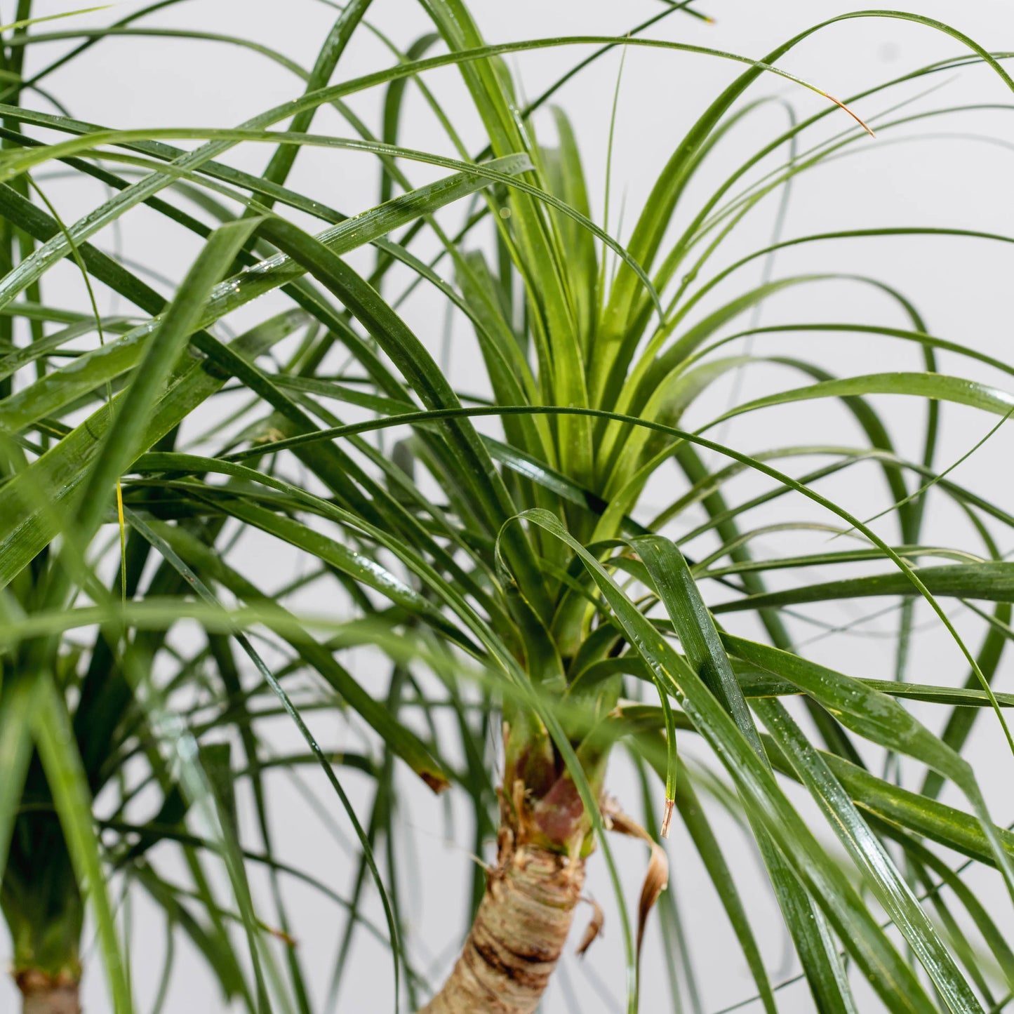 Beaucarnea recurvata