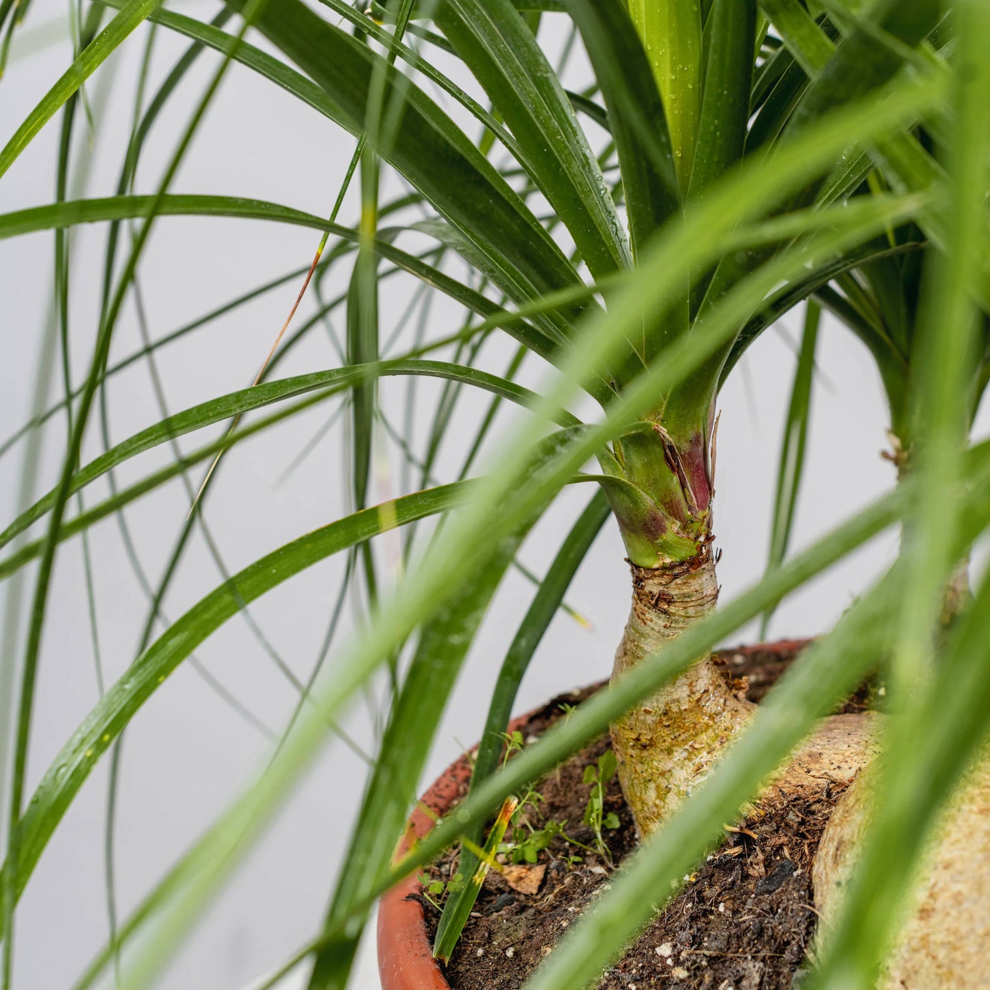 Beaucarnea recurvata