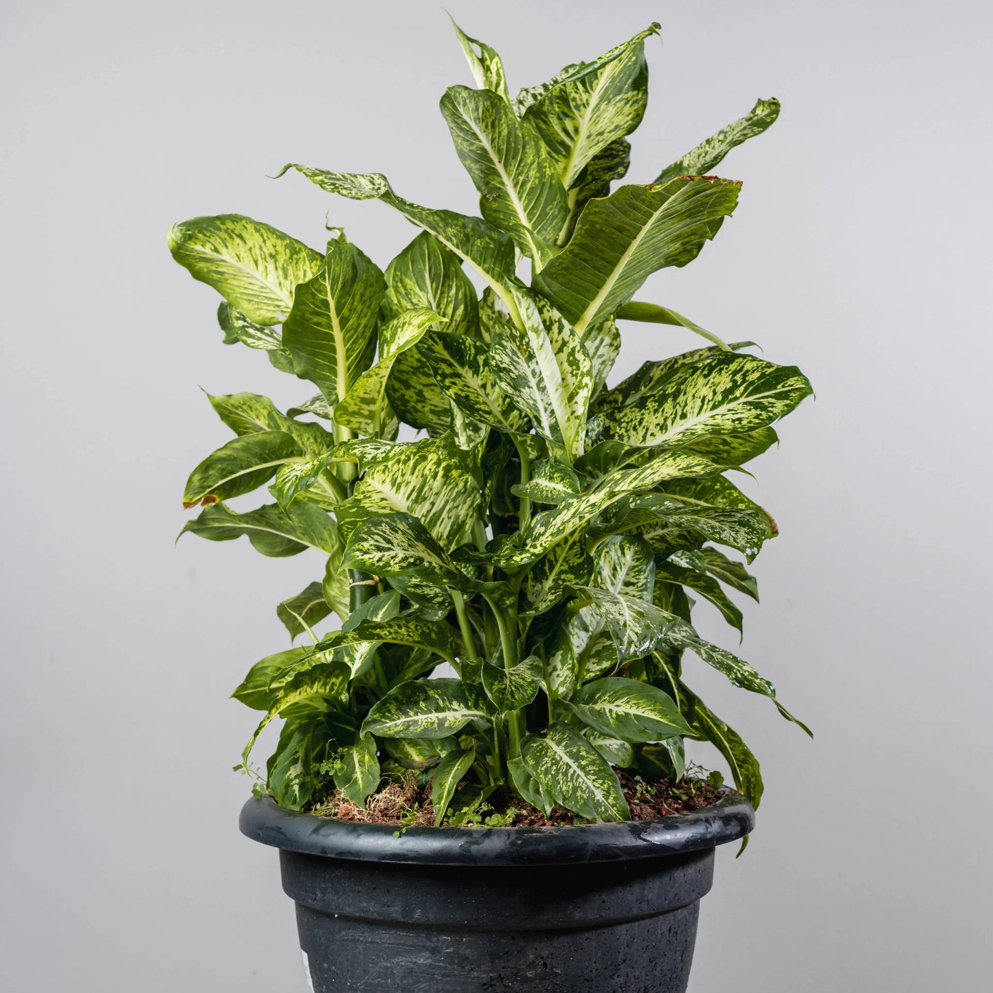 Dieffenbachia