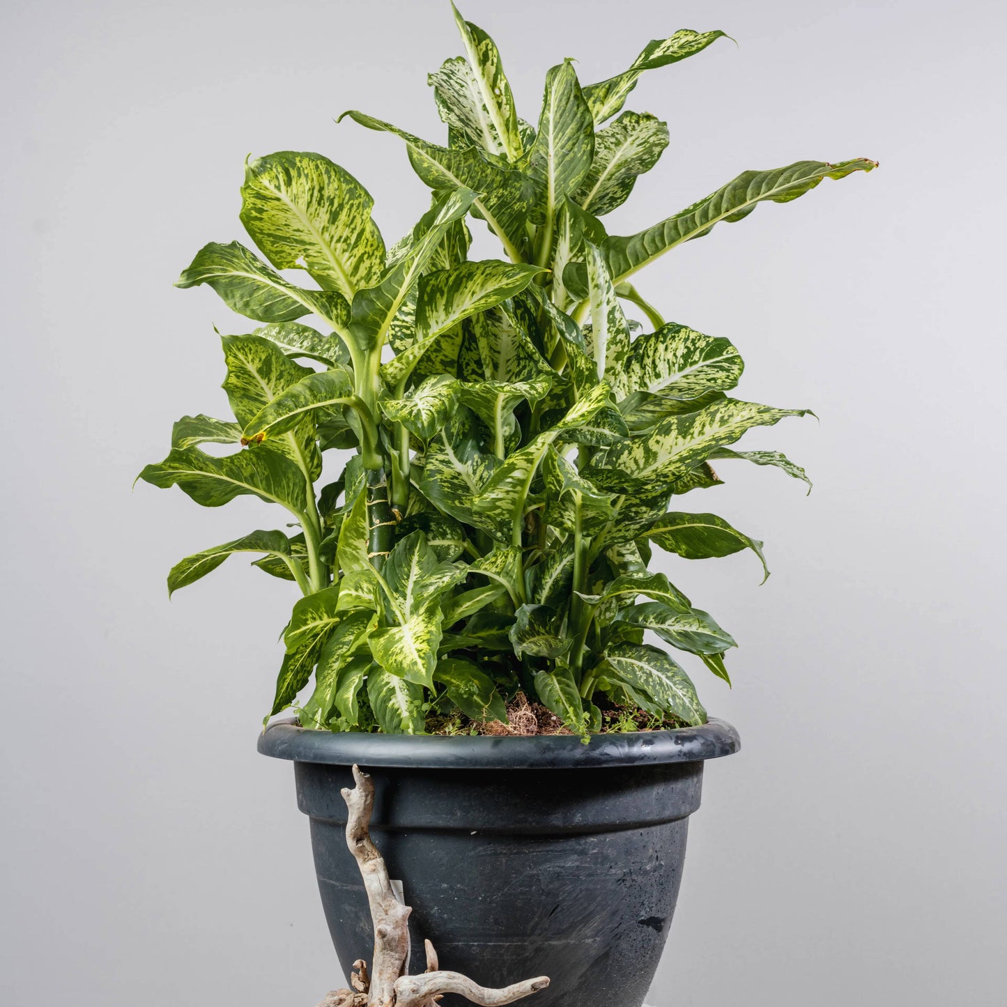 Dieffenbachia