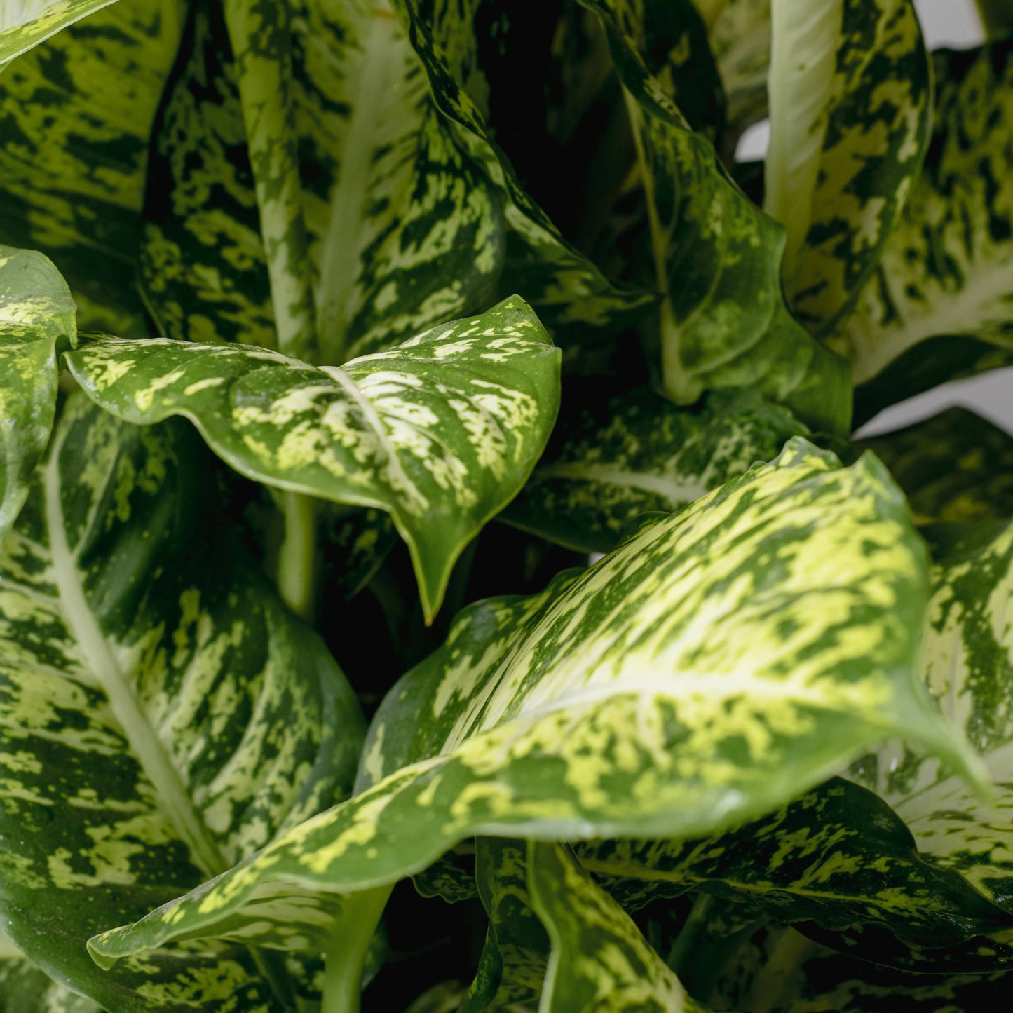 Dieffenbachia