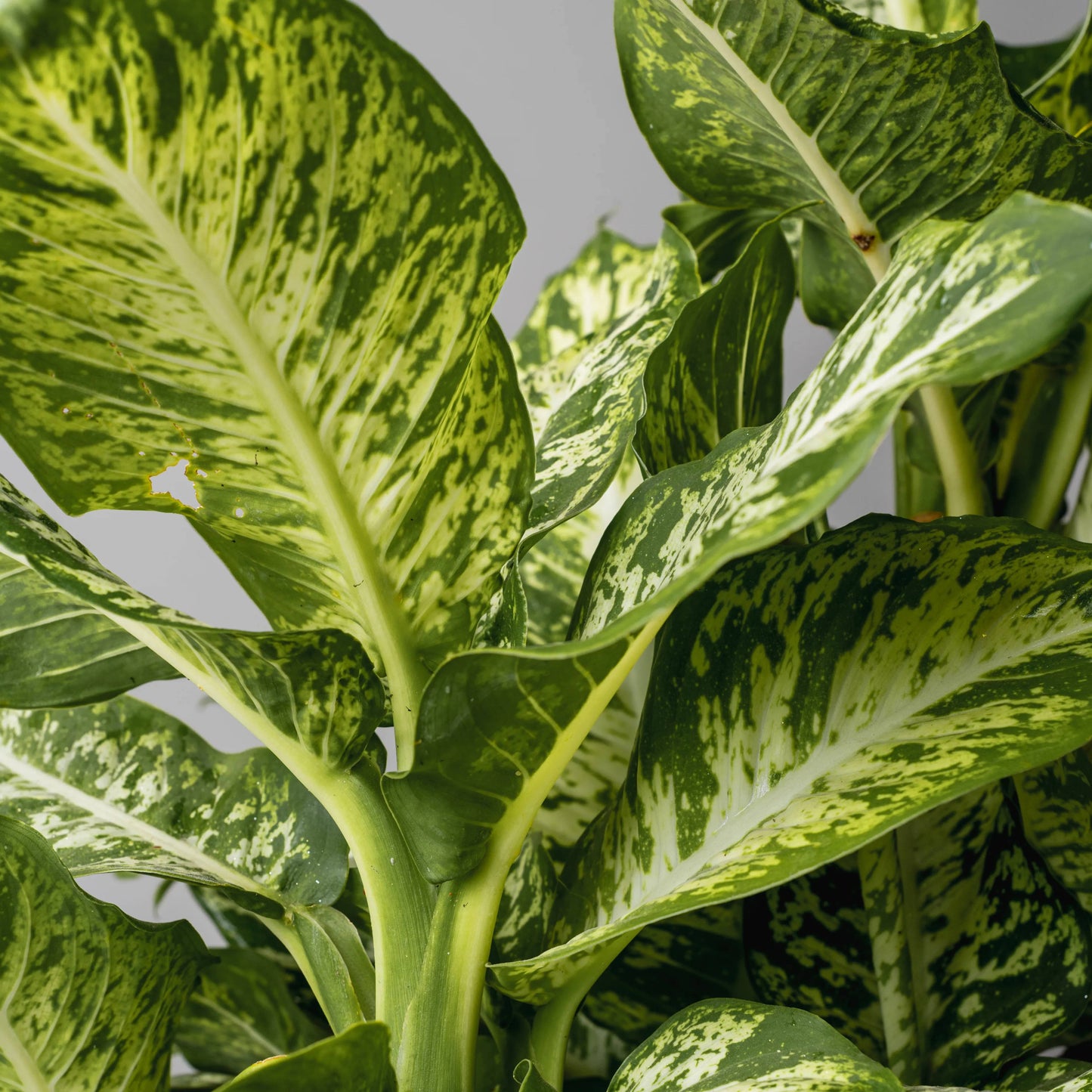 Dieffenbachia