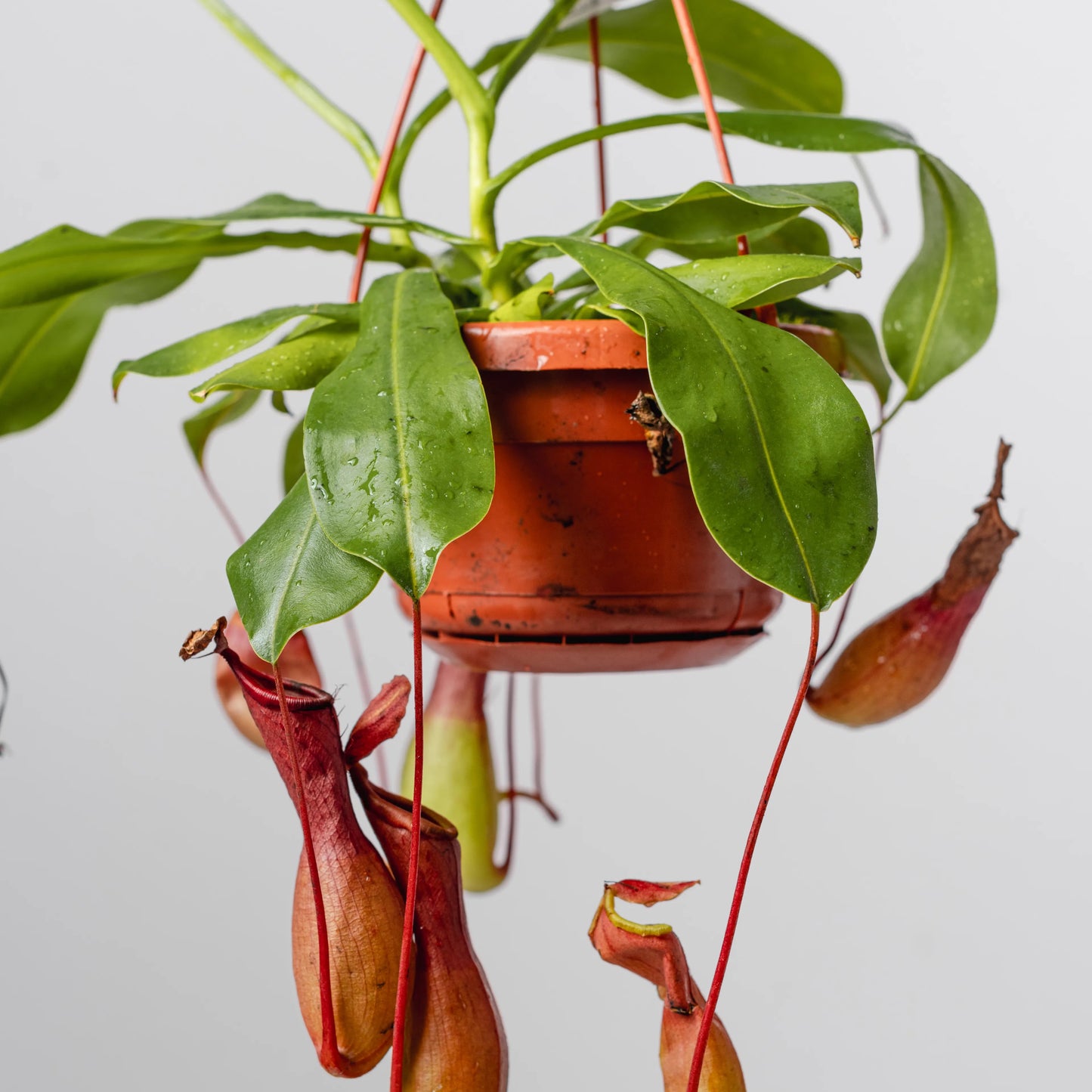 Nepenthes mirabilis