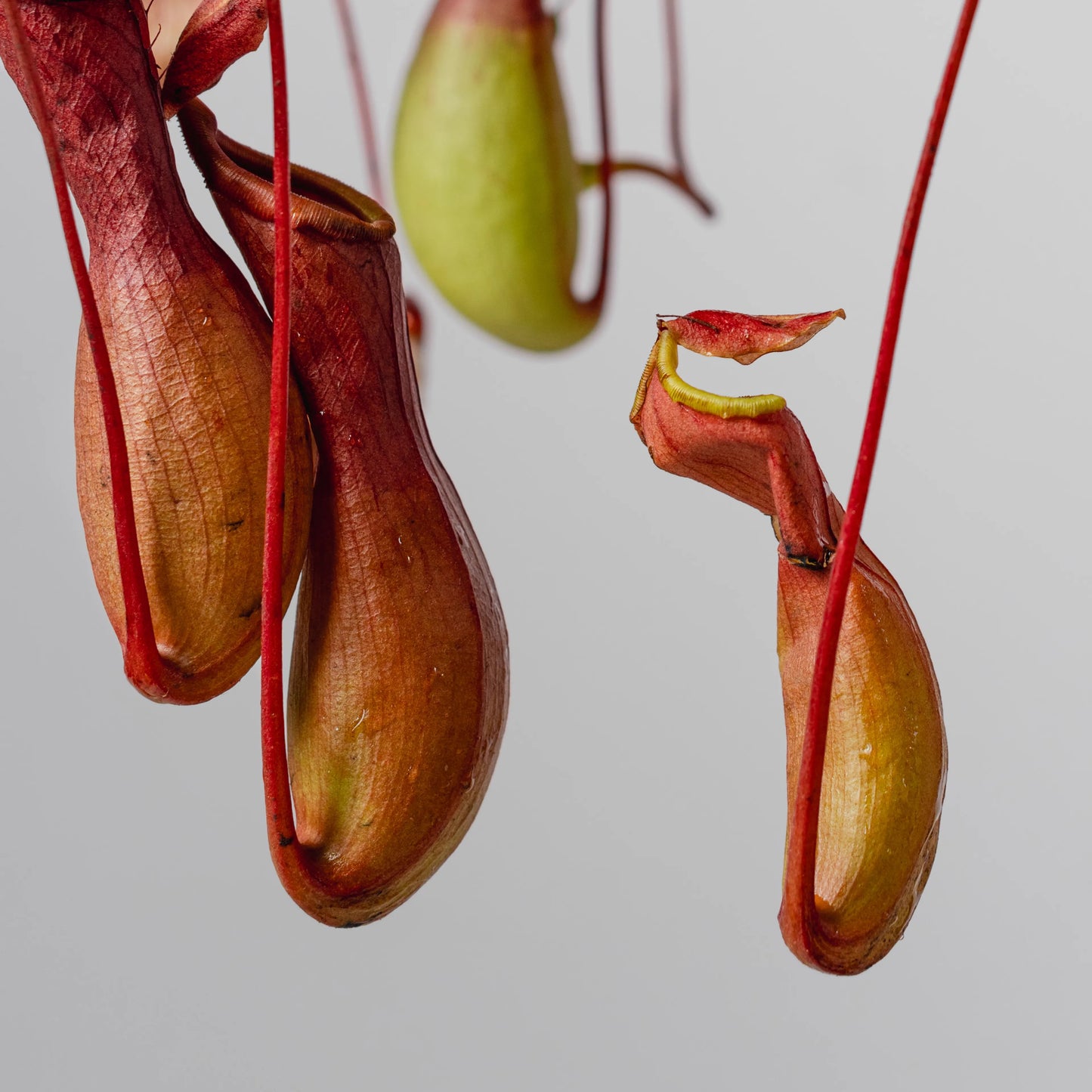 Nepenthes mirabilis