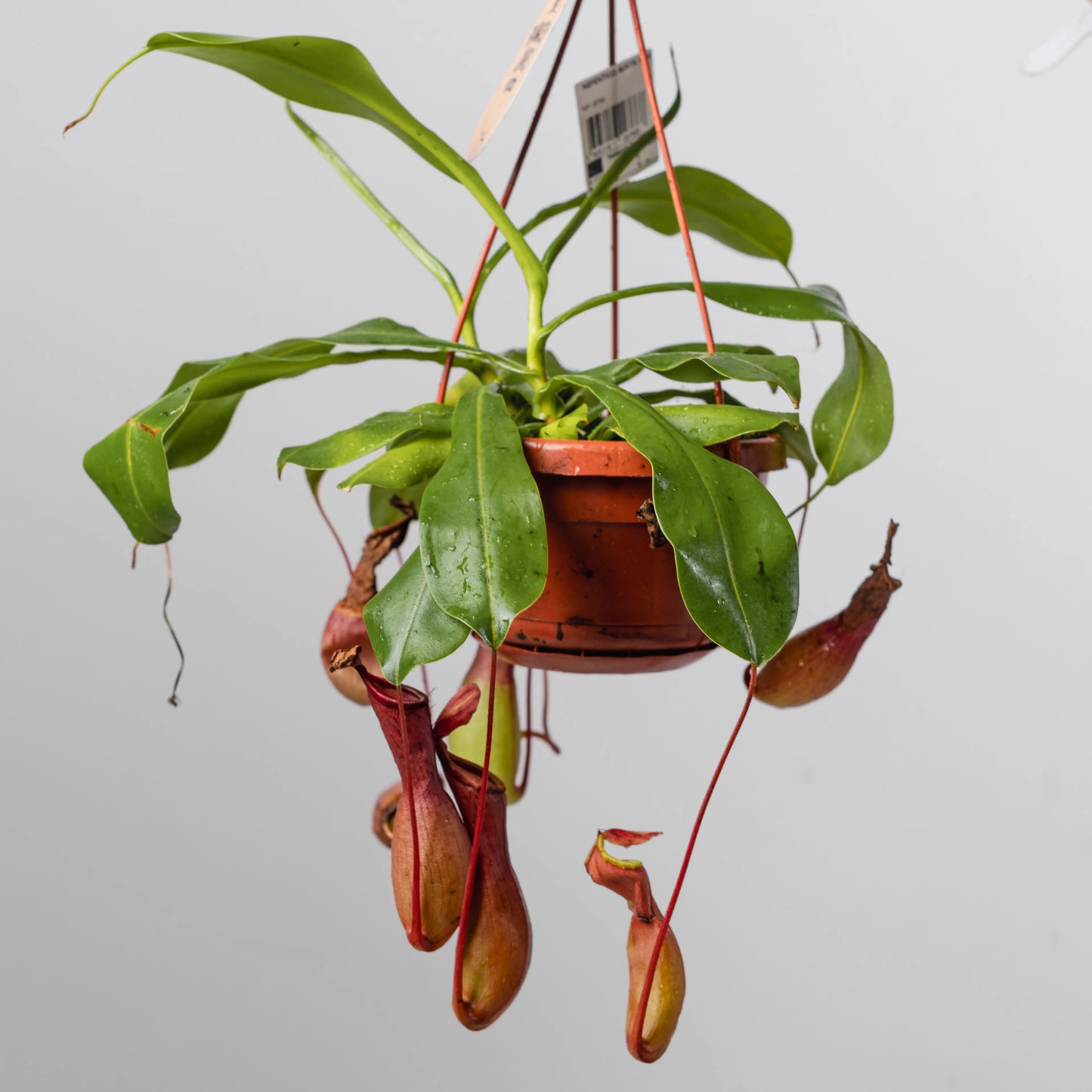 Nepenthes mirabilis