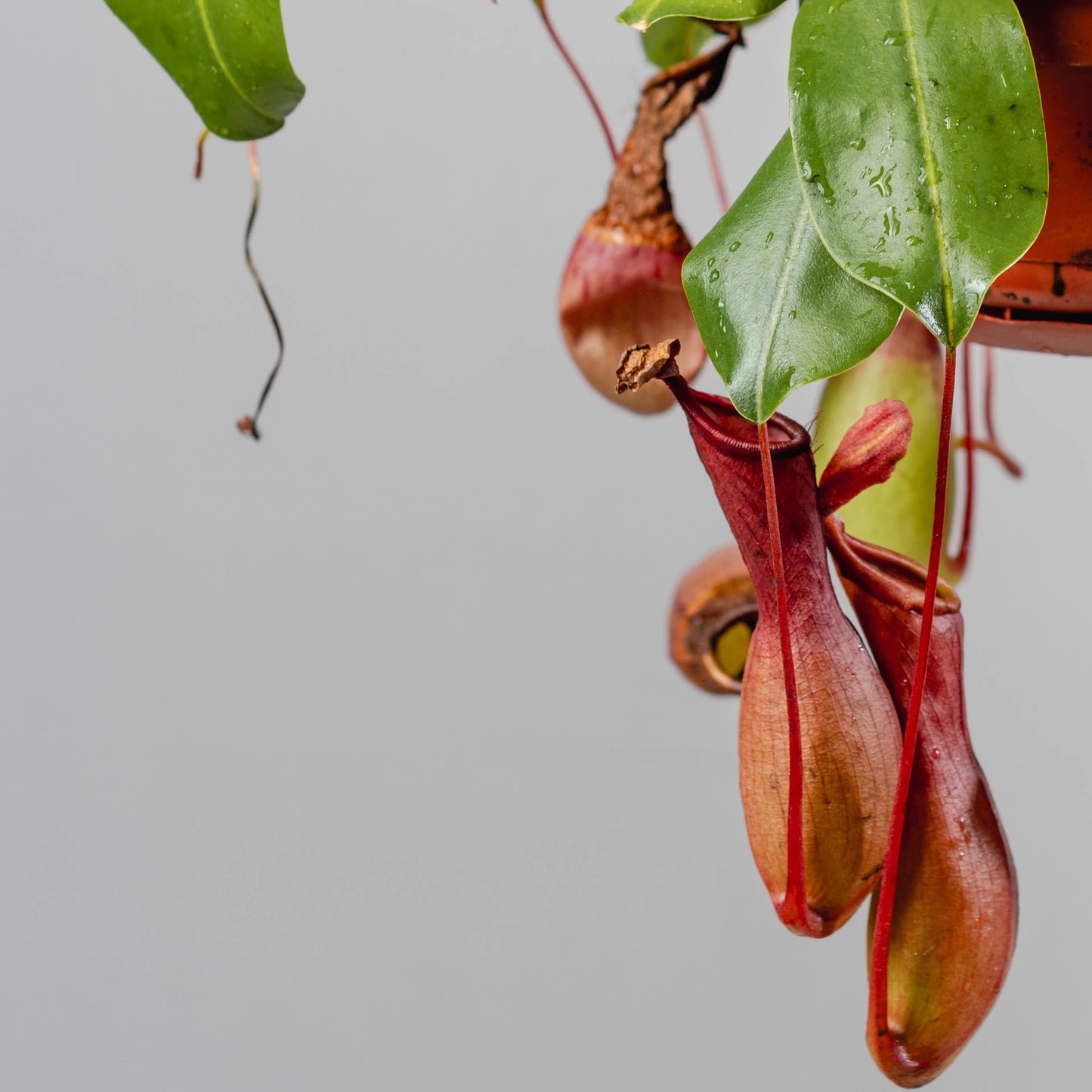 Nepenthes mirabilis