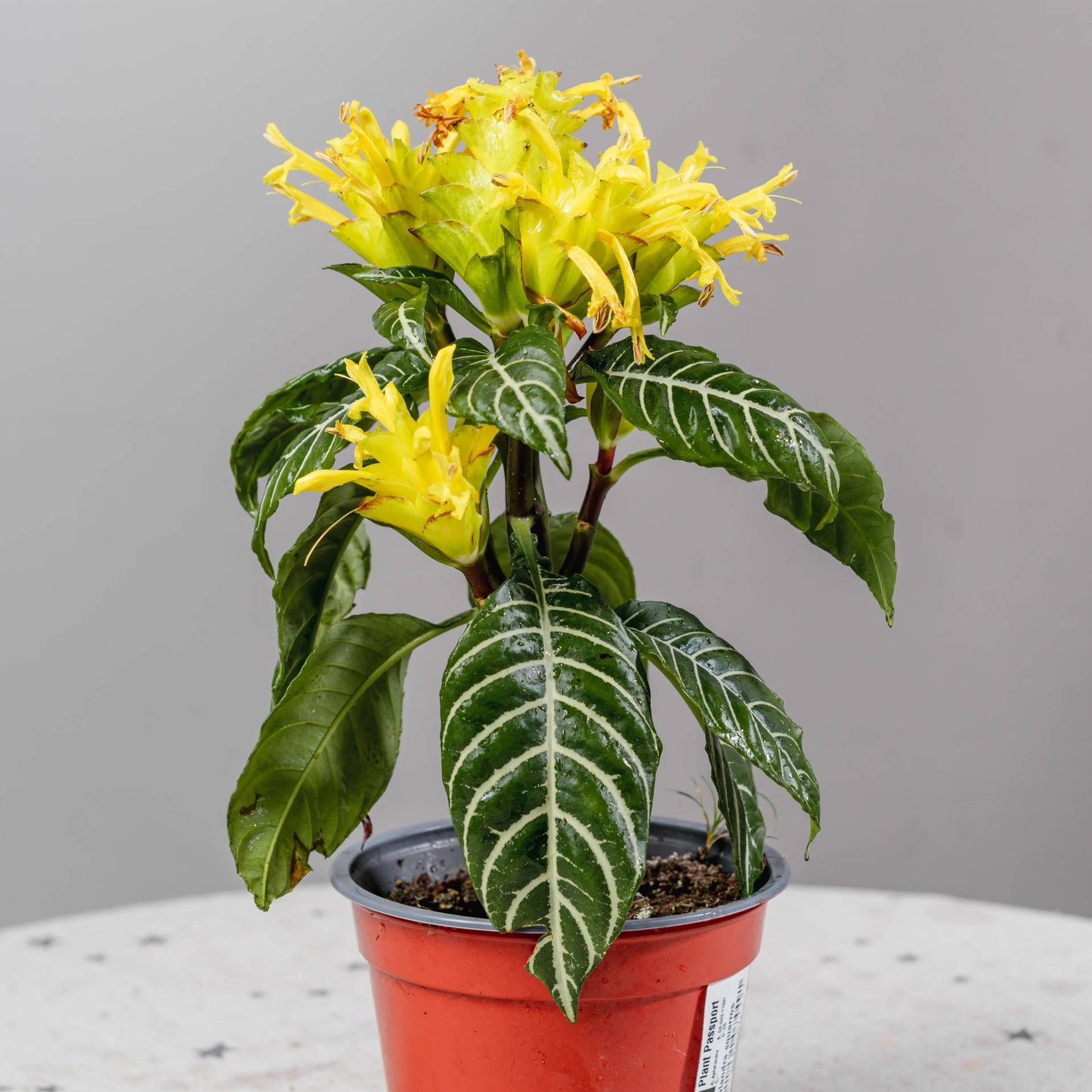 Aphelandra squarrosa