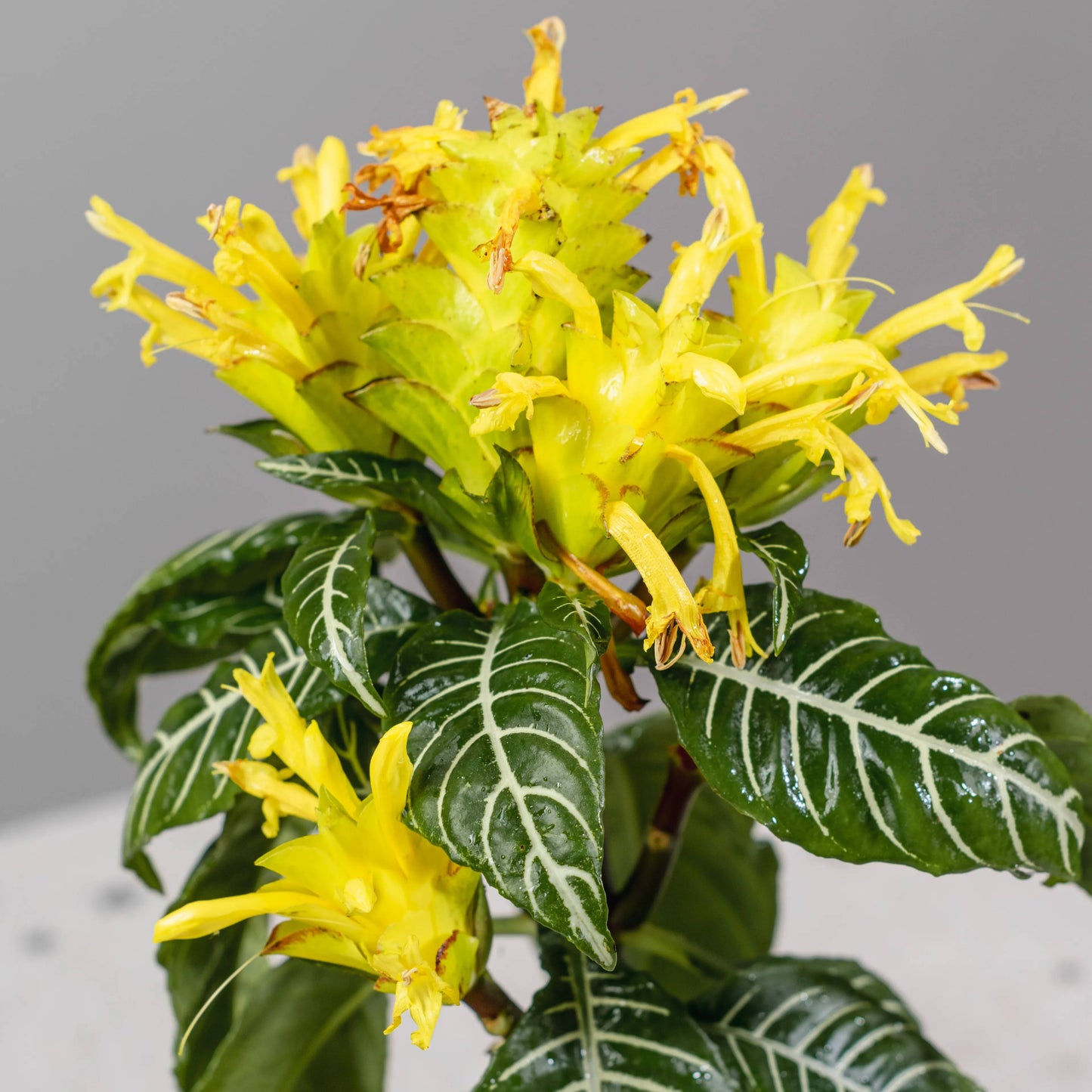 Aphelandra squarrosa