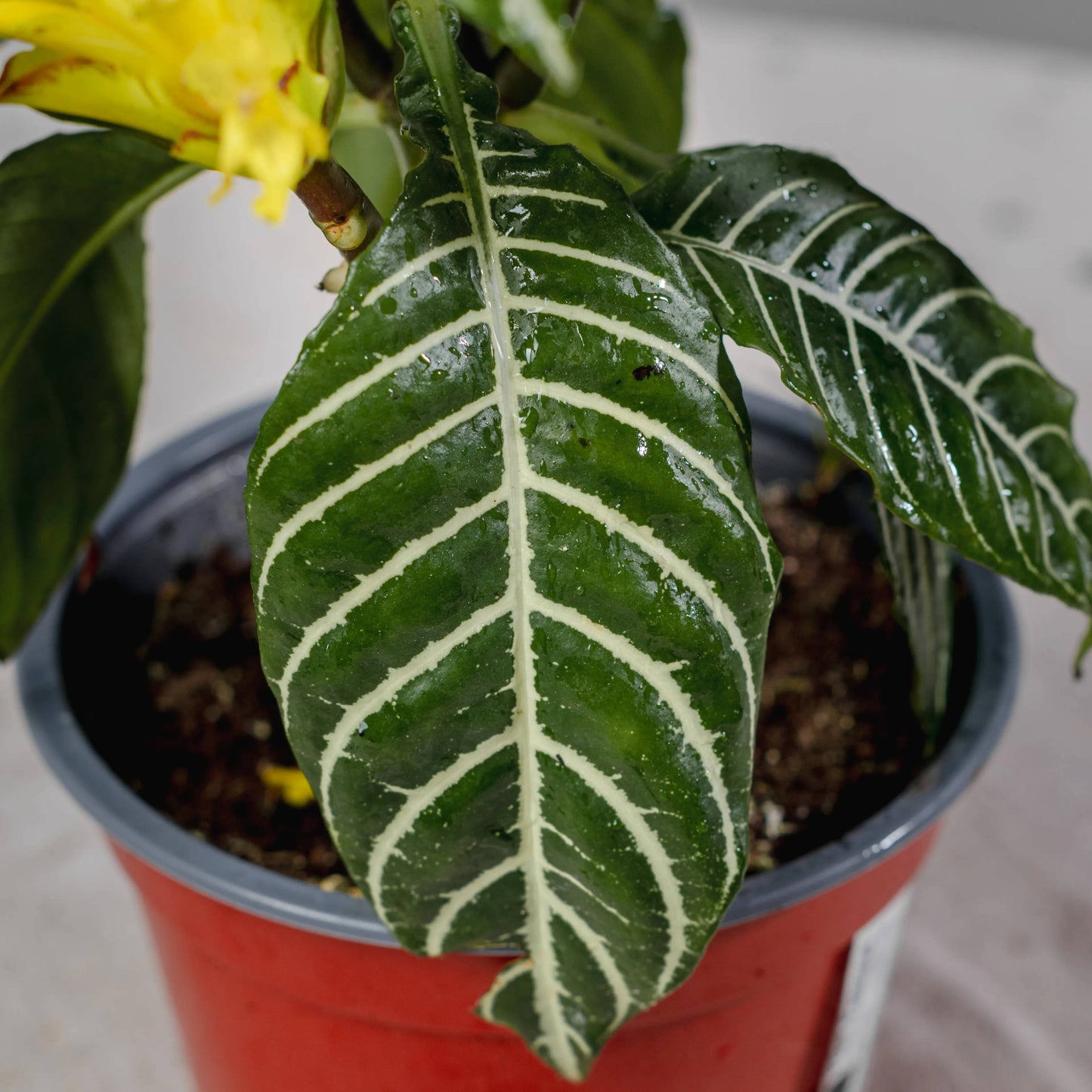 Aphelandra squarrosa