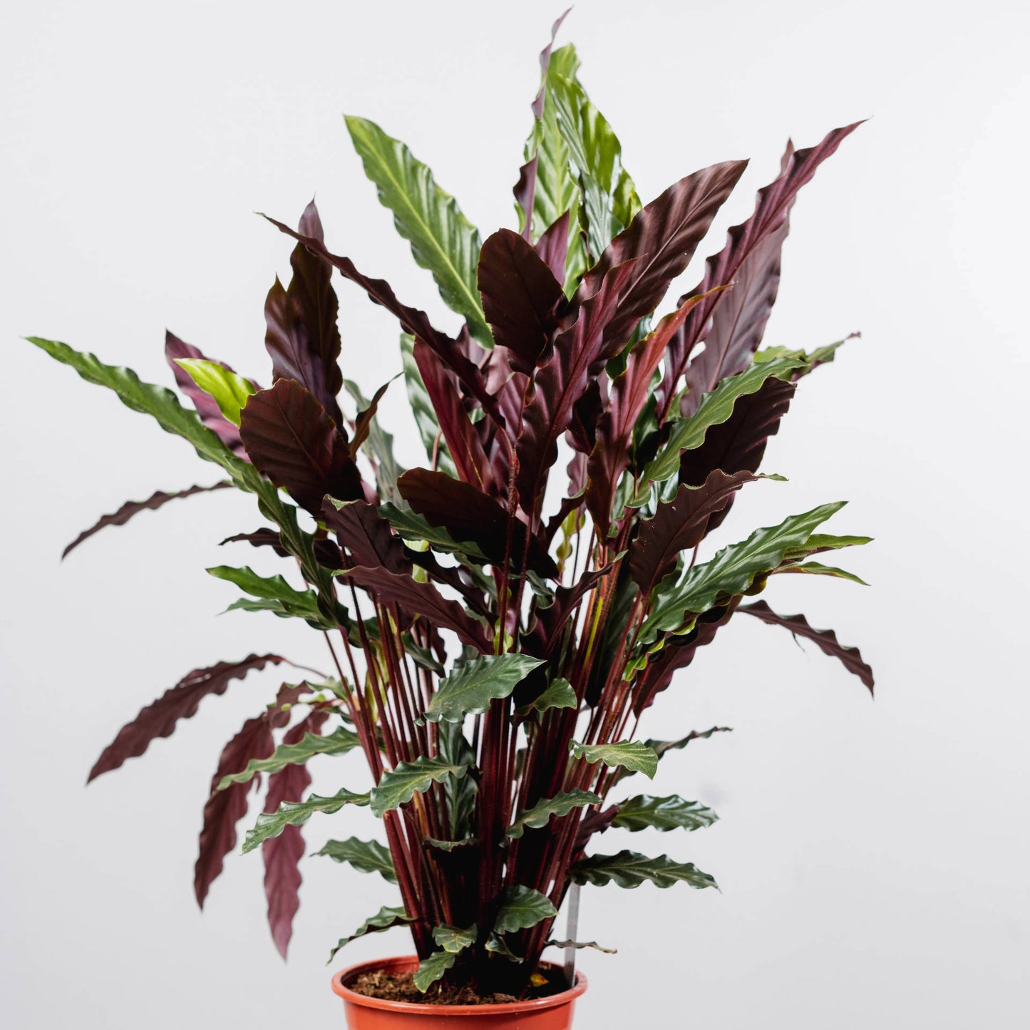 Calathea rufibarba