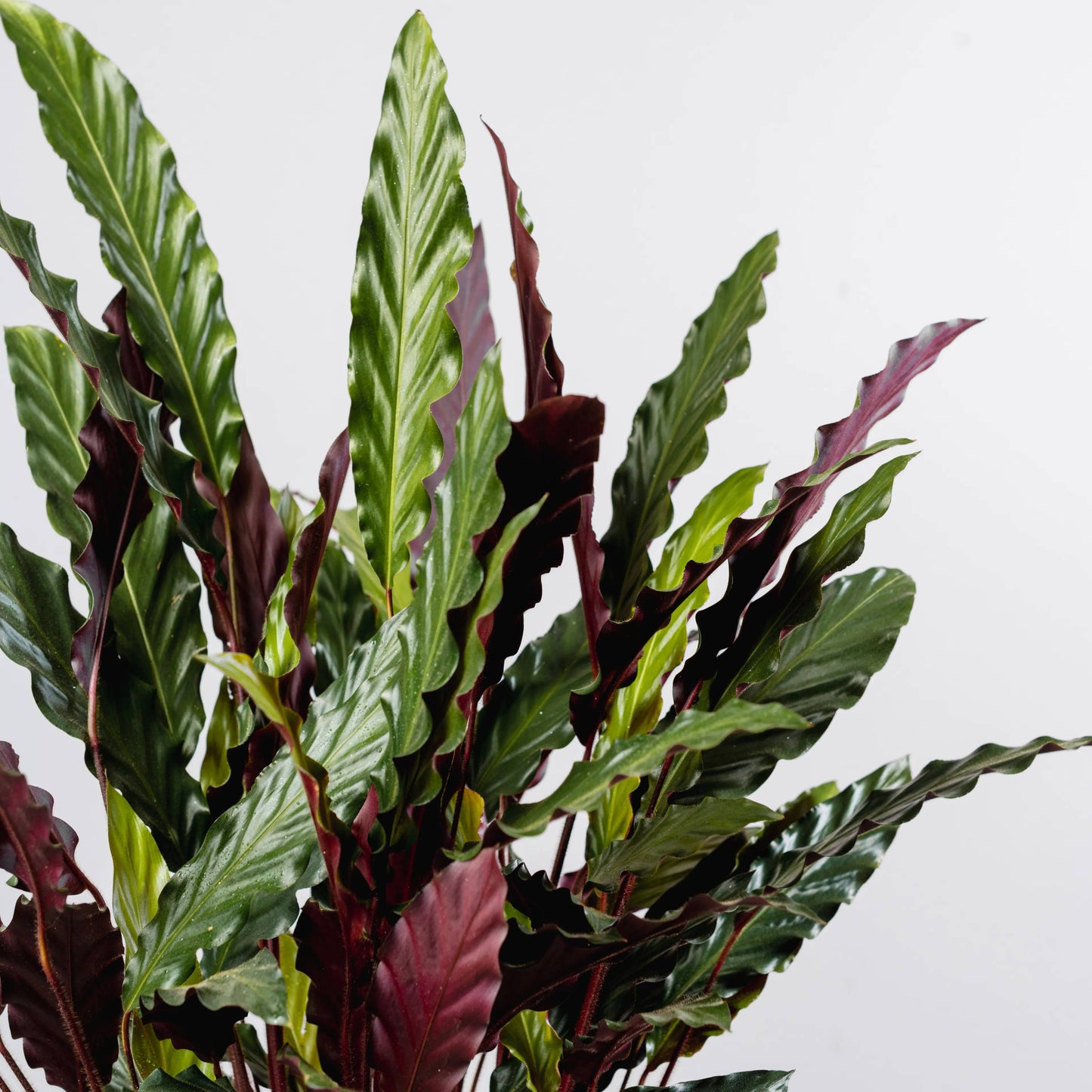 Calathea rufibarba