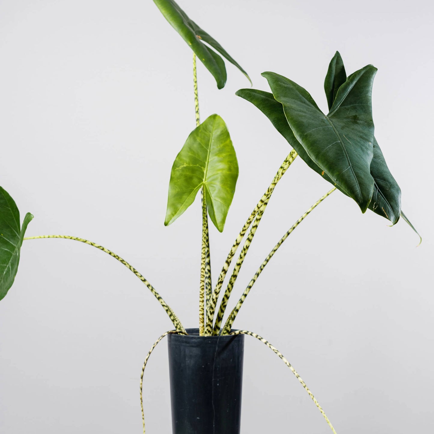 Alocasia zebrina