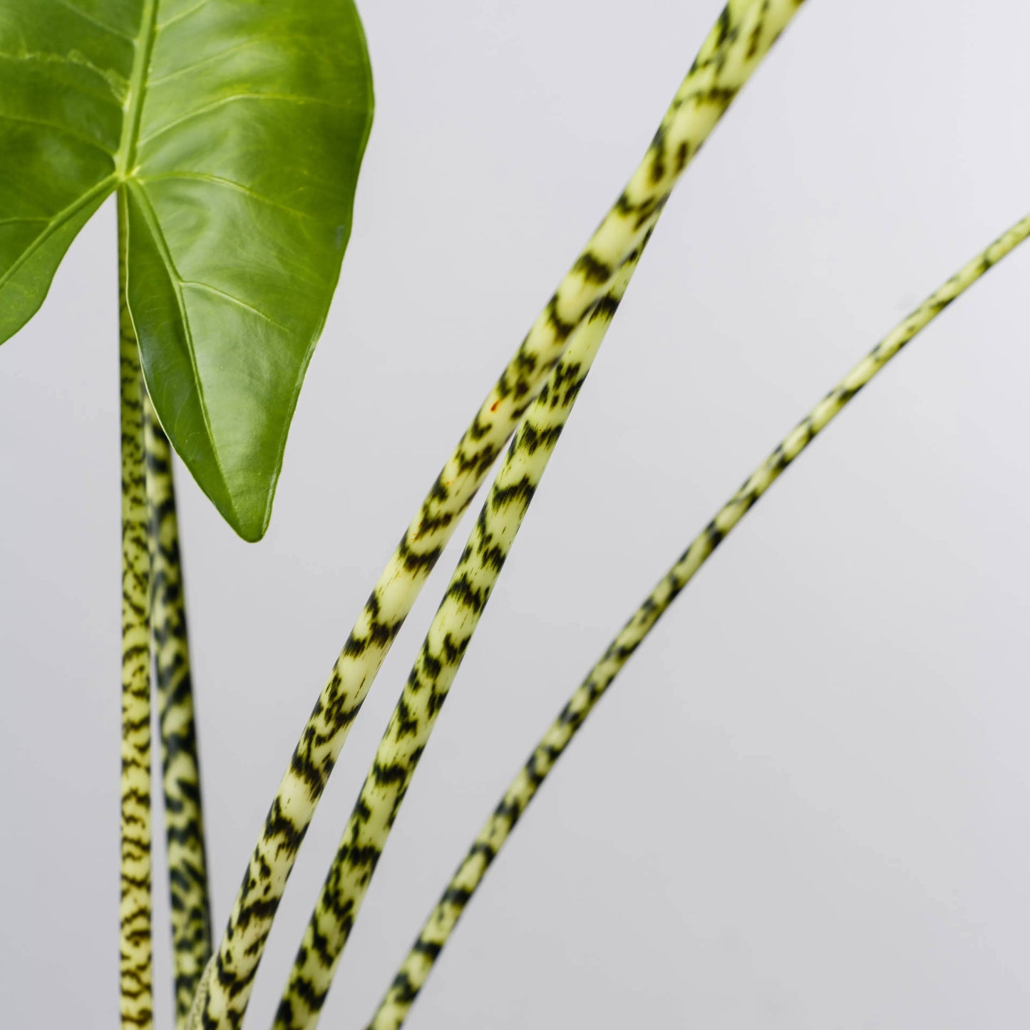 Alocasia zebrina