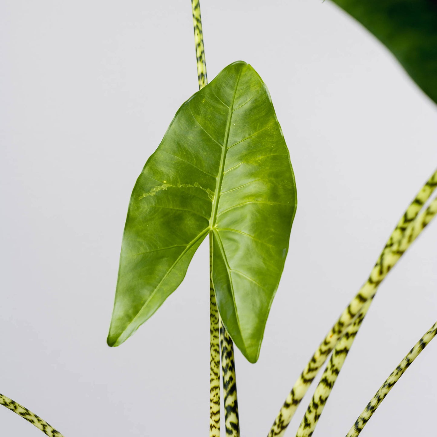 Alocasia zebrina