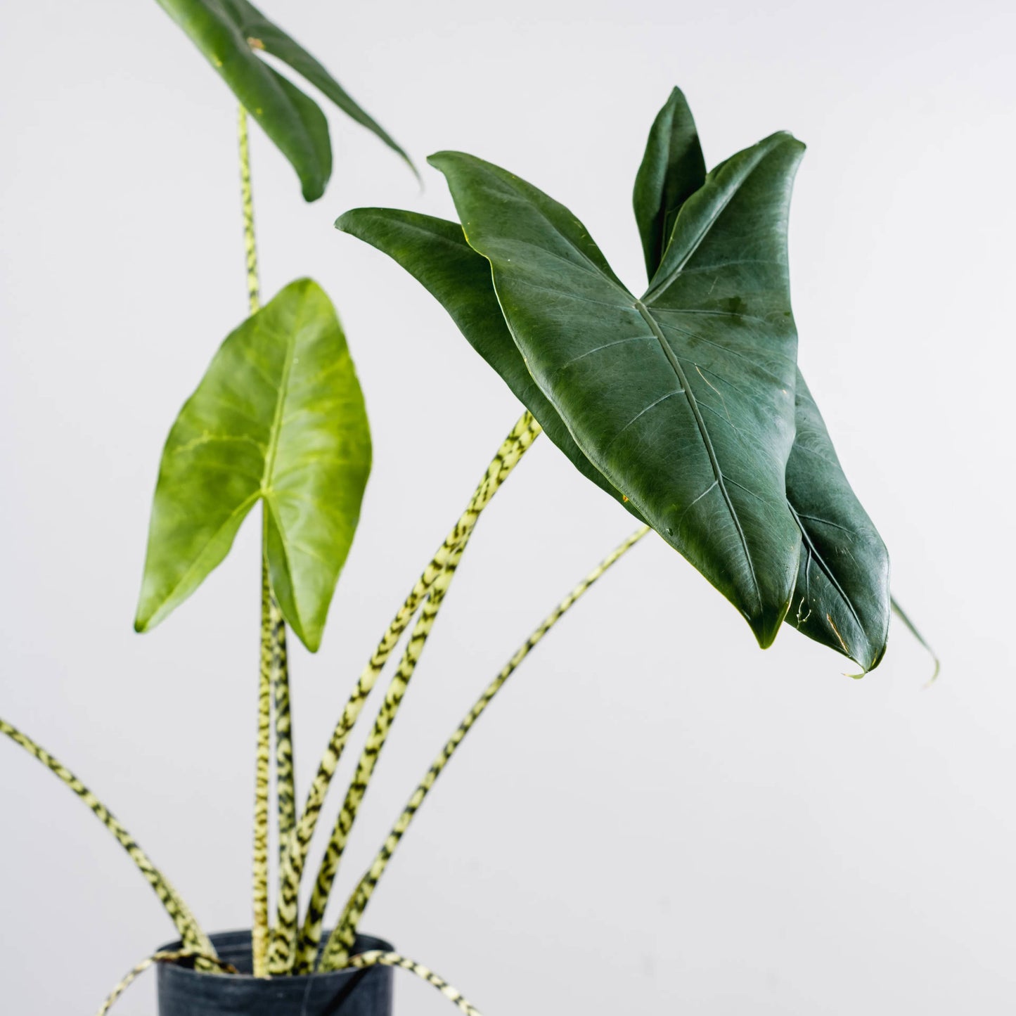 Alocasia zebrina