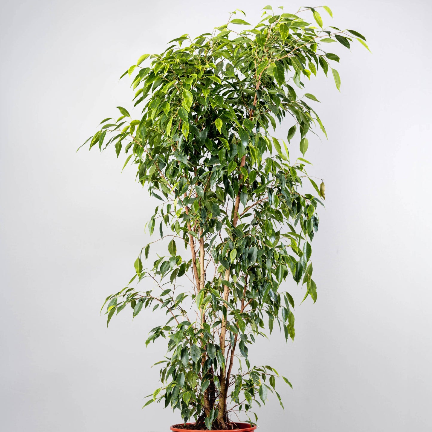 Ficus Benjamina