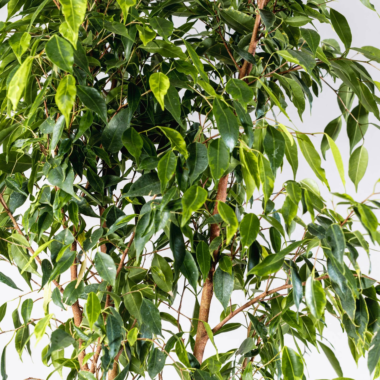 Ficus Benjamina