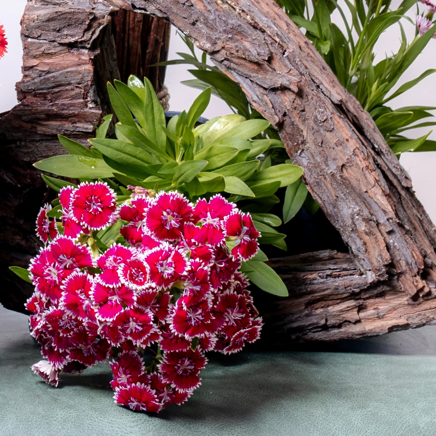 Dianthus Barbatus