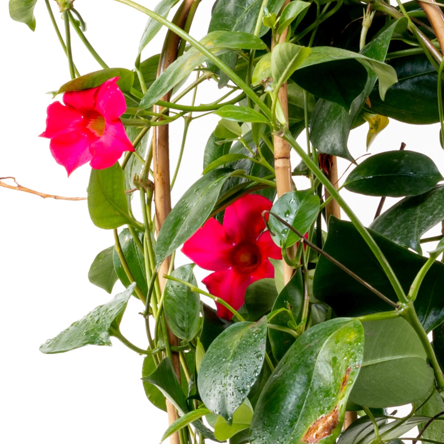 Dipladenia Dupla