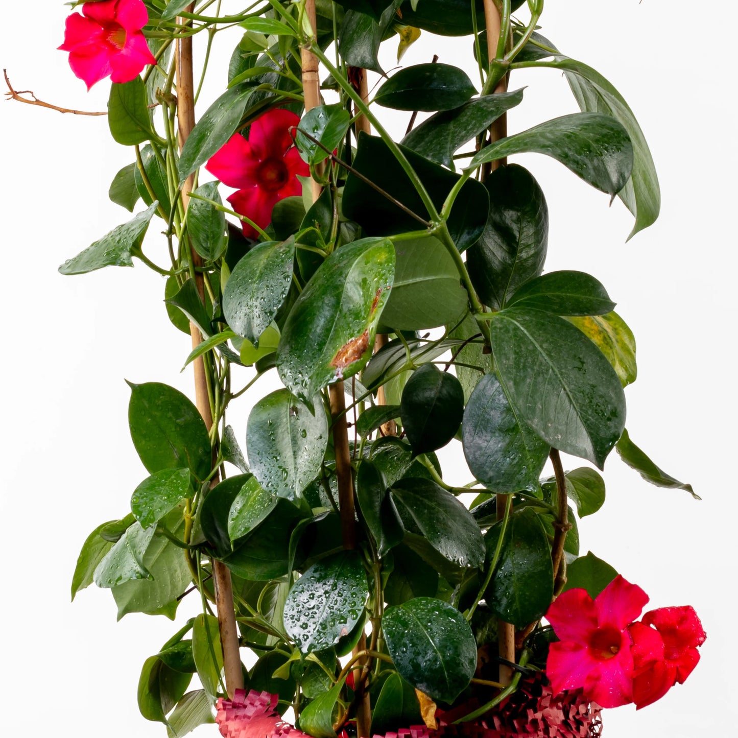 Dipladenia Dupla