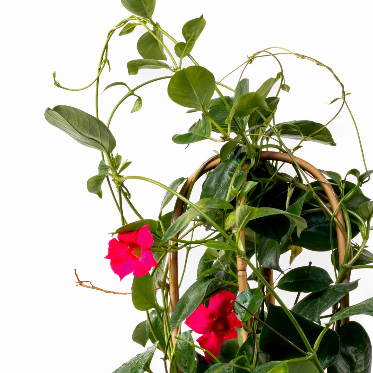 Dipladenia Dupla