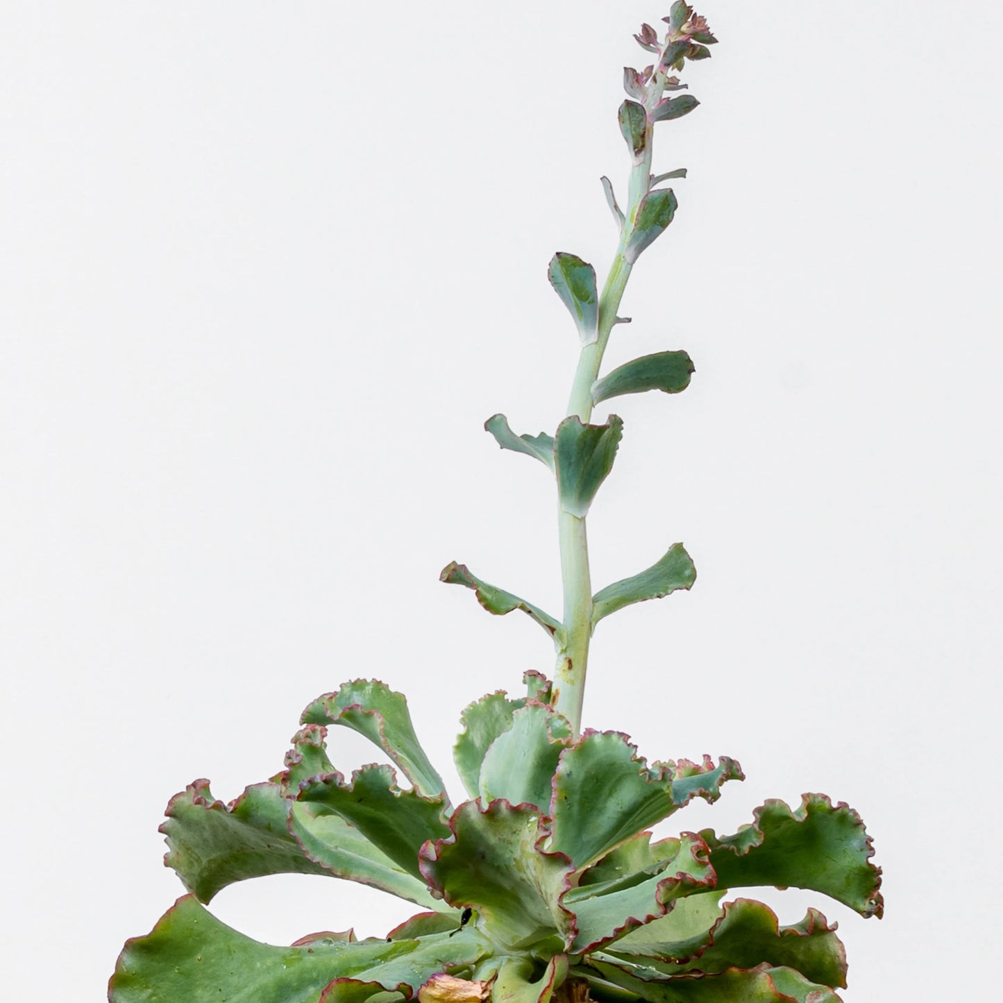 Echeveria Party Dress