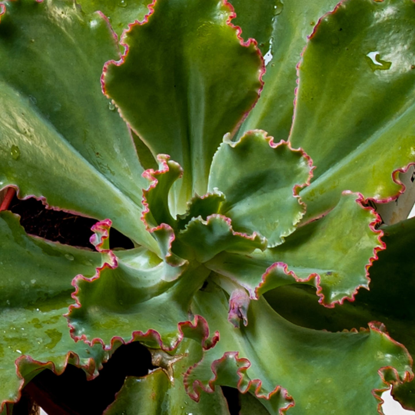 Echeveria Party Dress