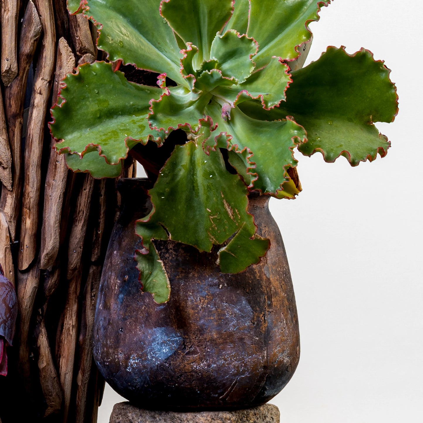 Echeveria Party Dress