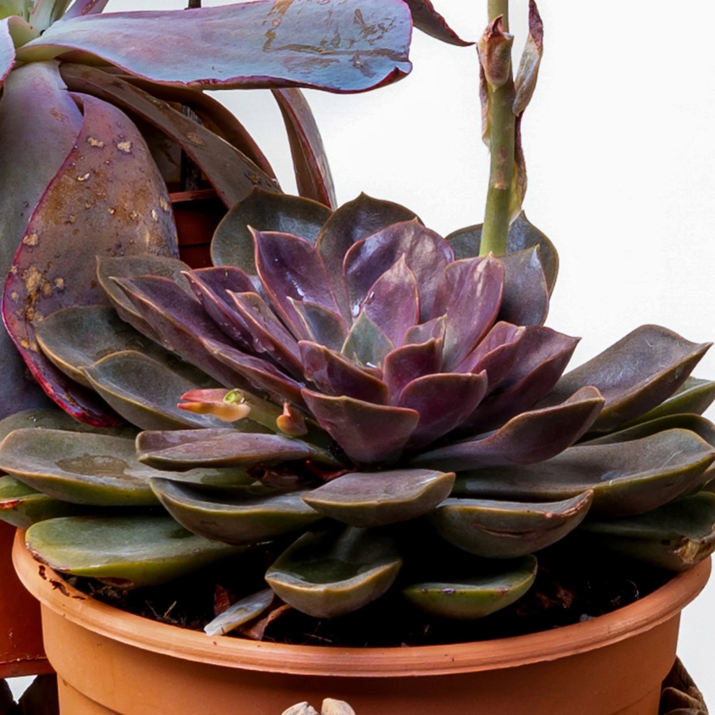 Echeveria Perle Von Nurnberg