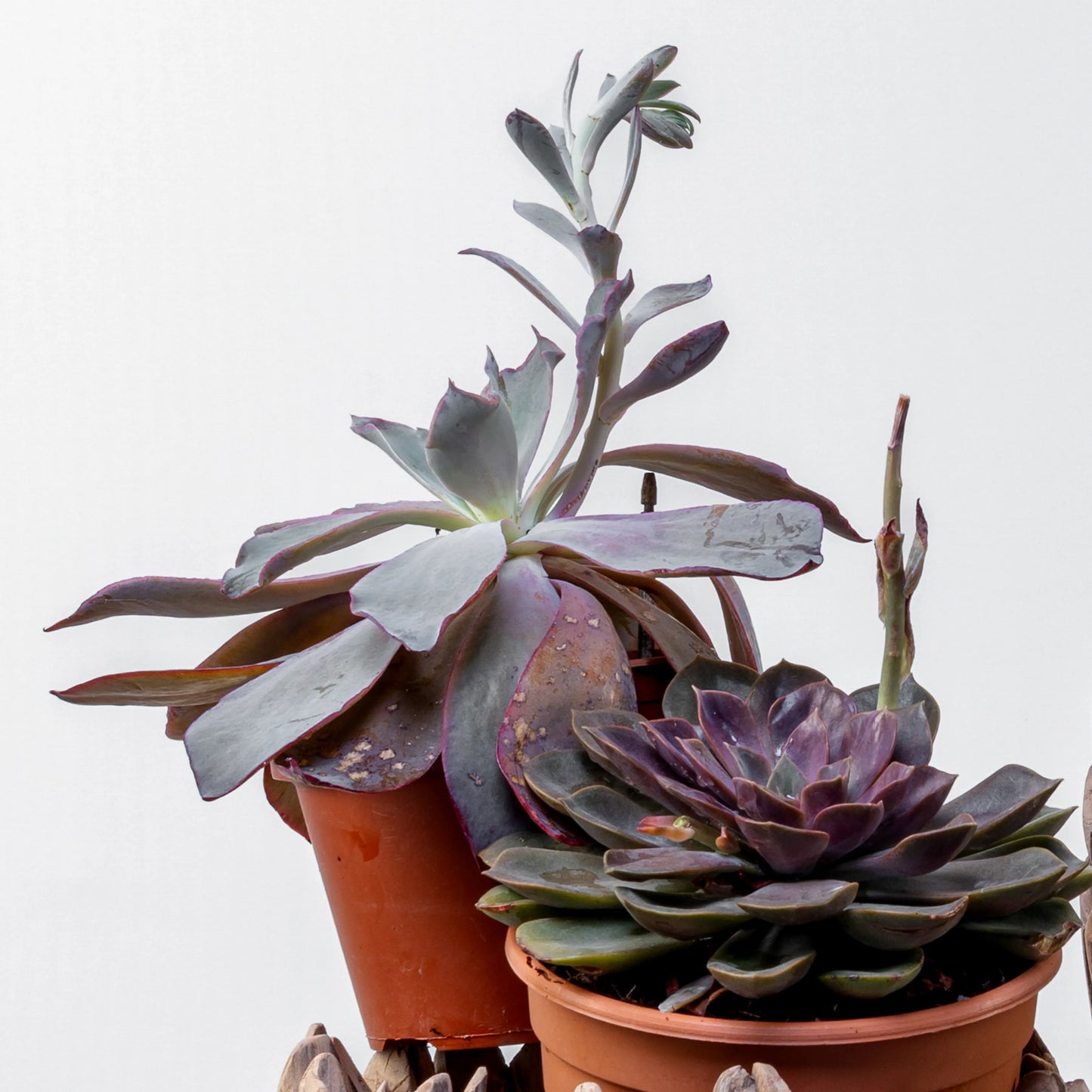 Echeveria Perle Von Nurnberg